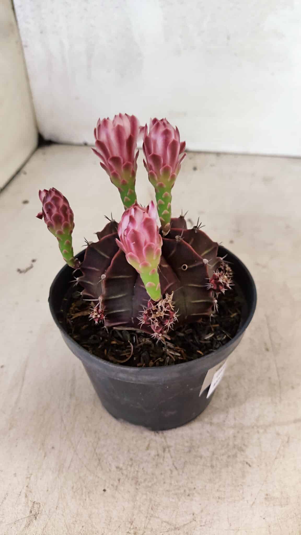 GYMNOCALYCIUM Mihanovichii Purple Nº 575 – vaso 11 - foto 7