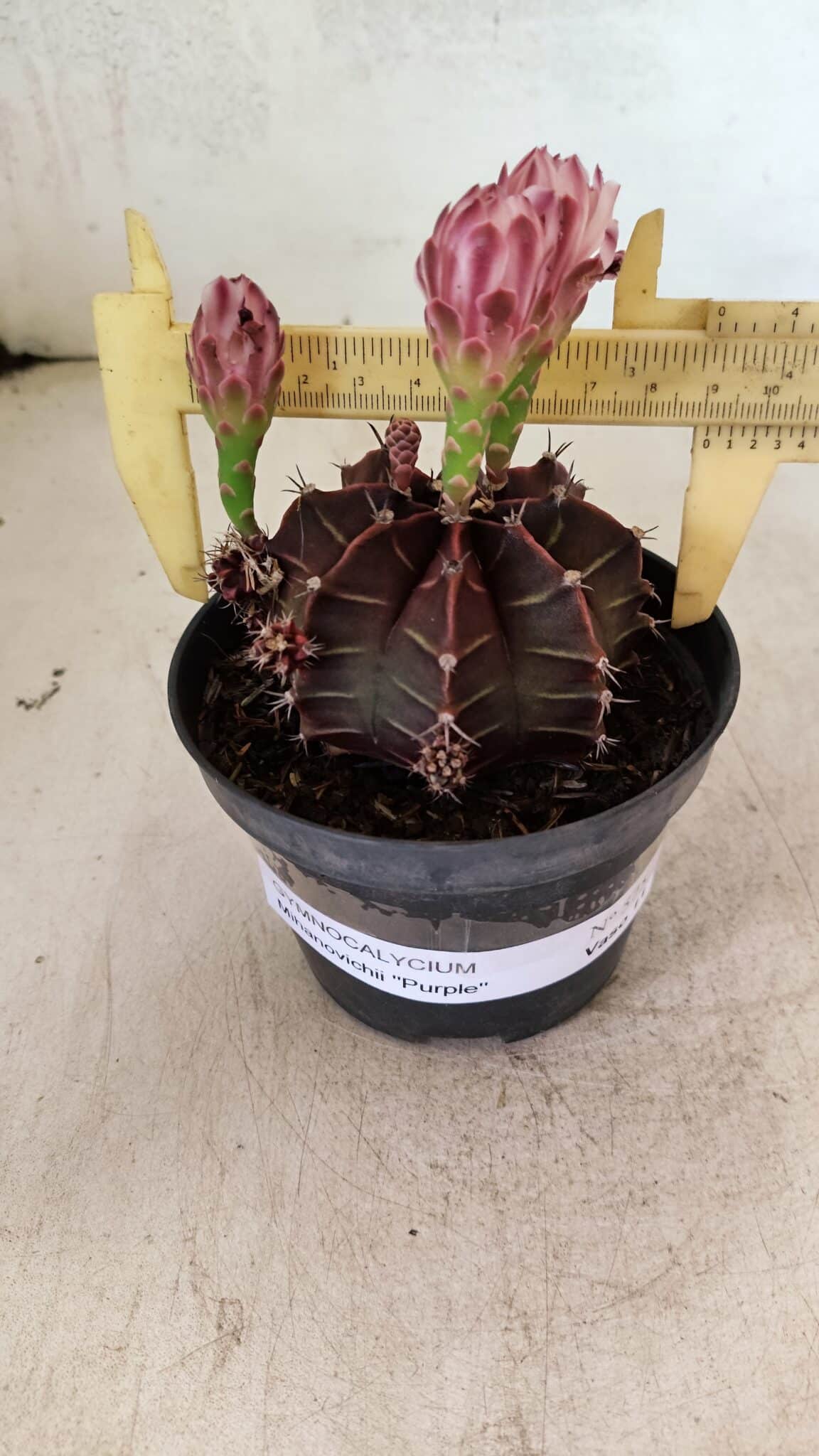 GYMNOCALYCIUM Mihanovichii Purple Nº 575 – vaso 11 - foto 4