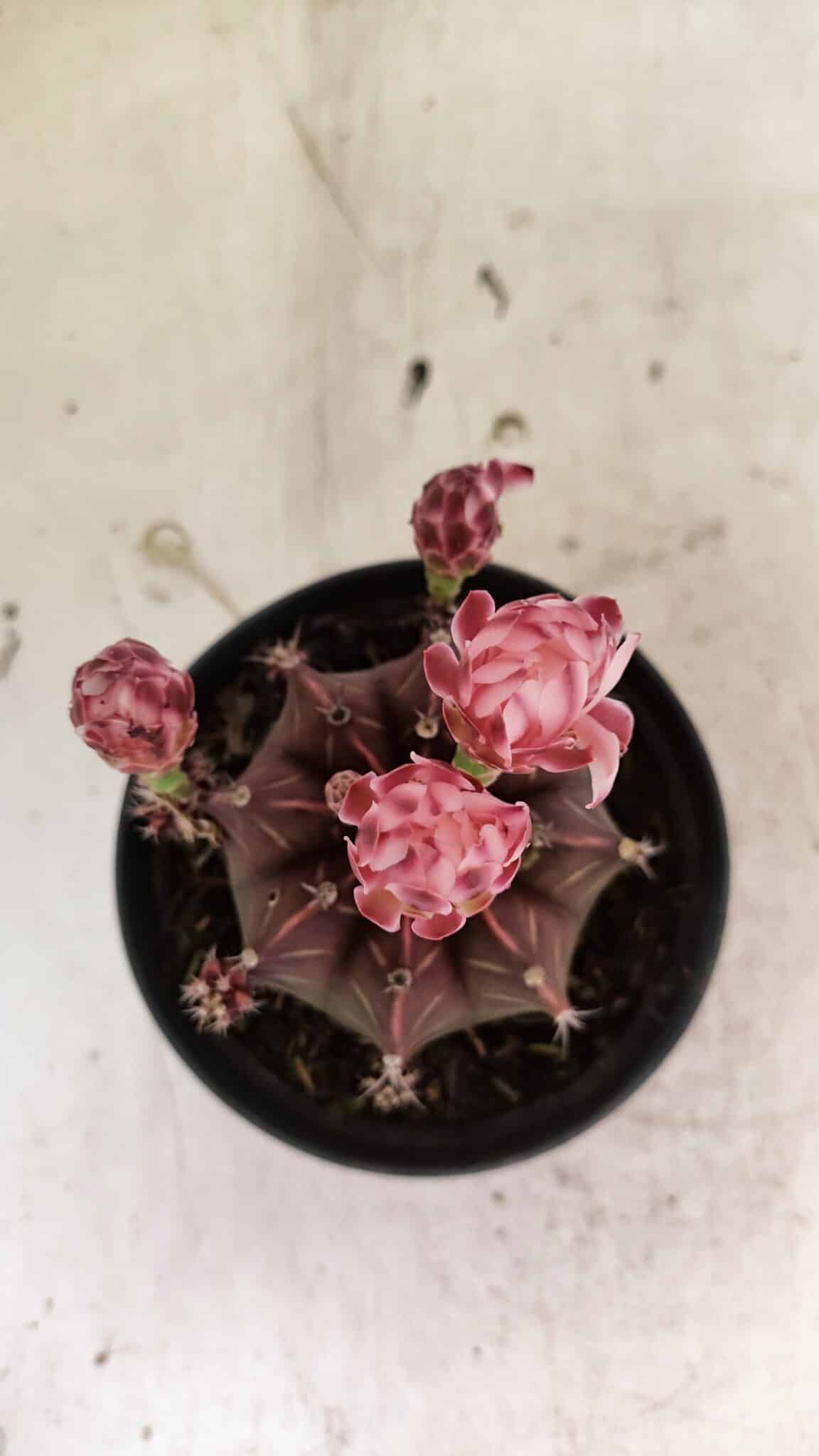 GYMNOCALYCIUM Mihanovichii Purple Nº 575 – vaso 11 - foto 8