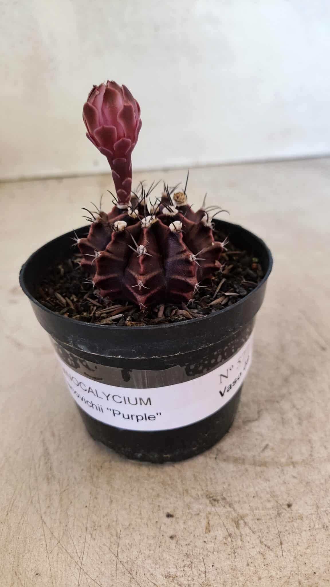 GYMNOCALYCIUM Mihanovichii Purple Nº 575 – vaso 09