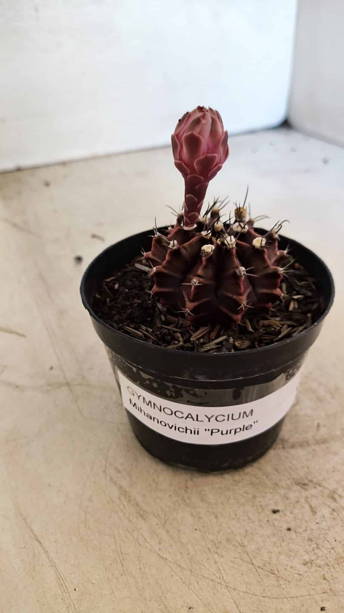 GYMNOCALYCIUM Mihanovichii Purple Nº 575 – vaso 09