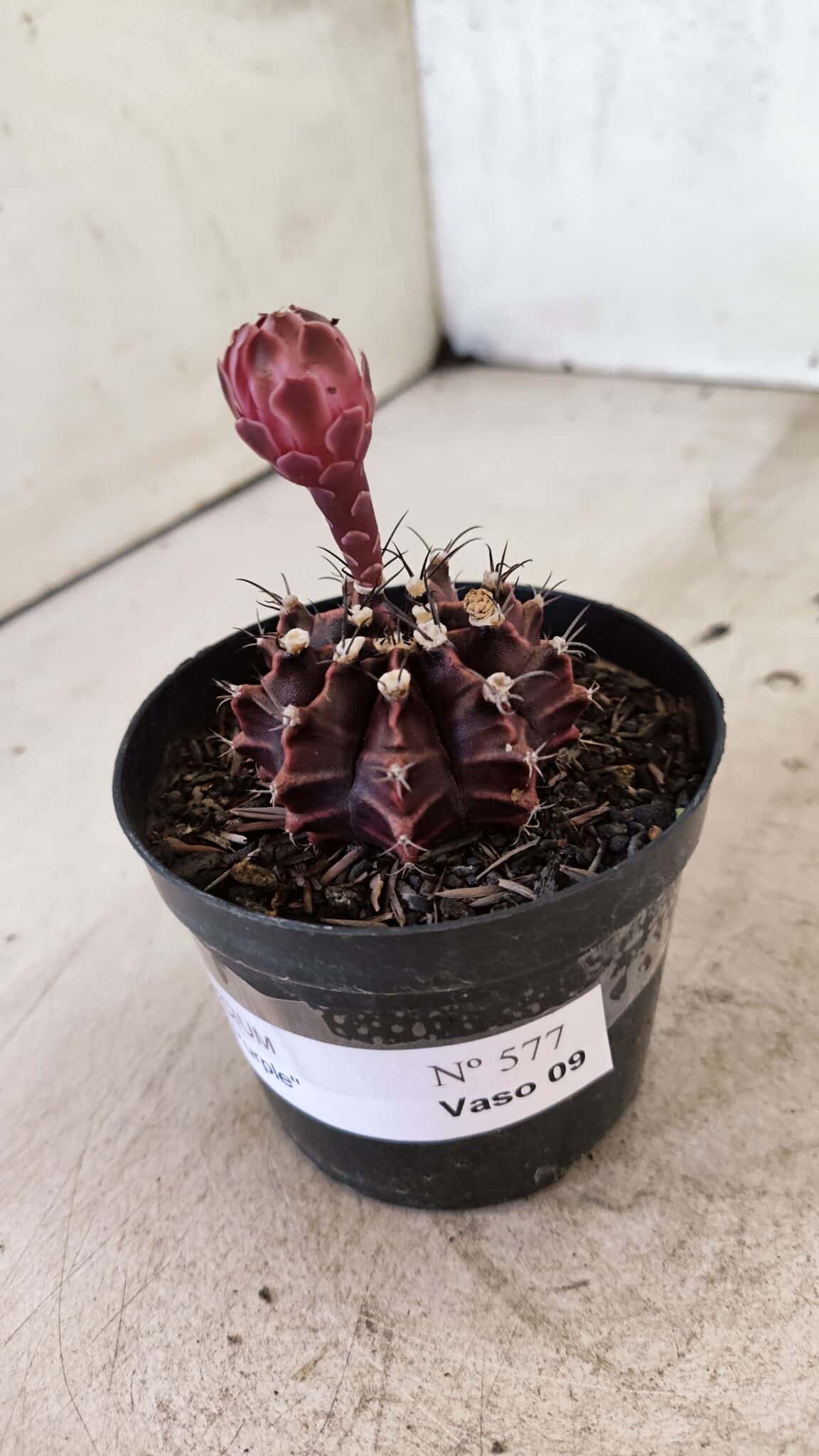 GYMNOCALYCIUM Mihanovichii Purple Nº 575 – vaso 09