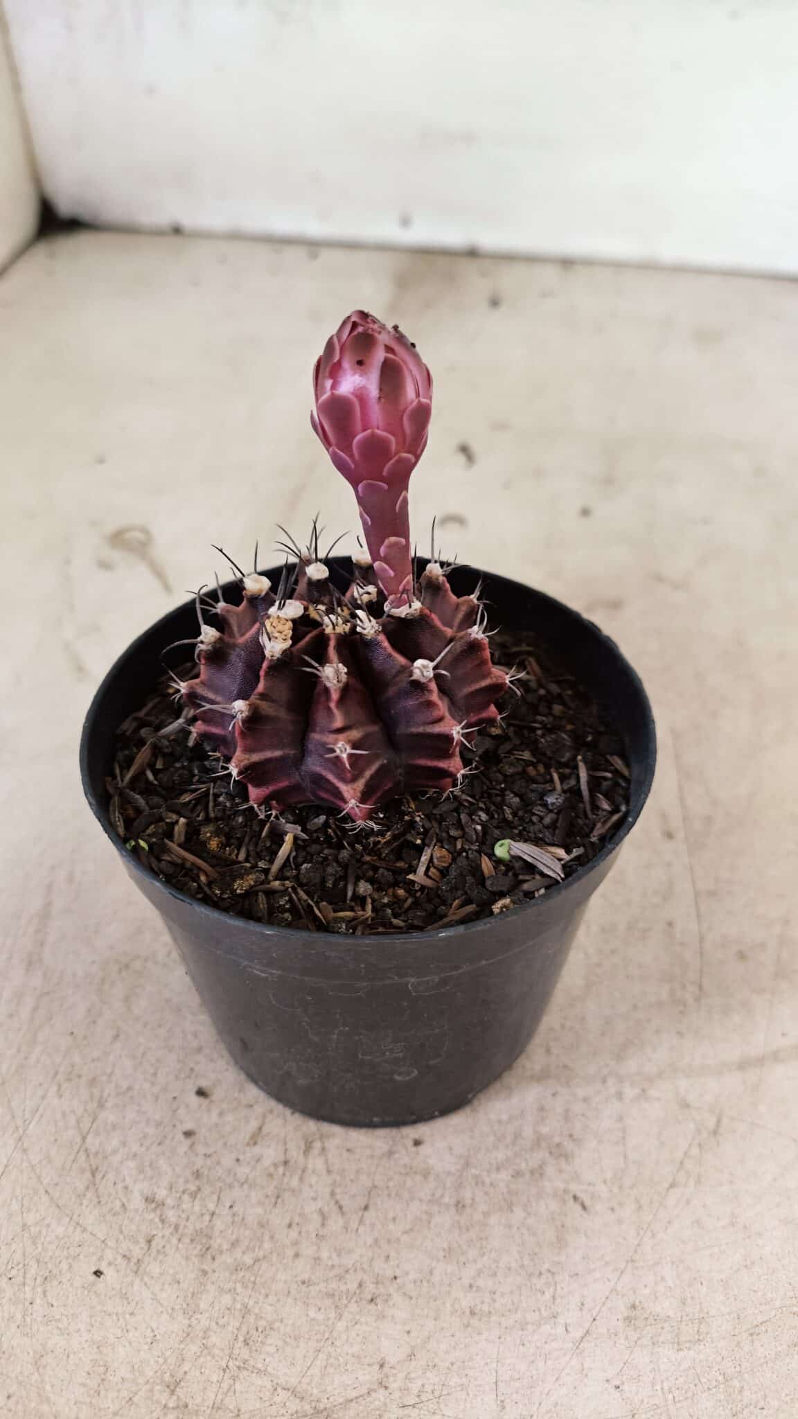 GYMNOCALYCIUM Mihanovichii Purple Nº 575 – vaso 09
