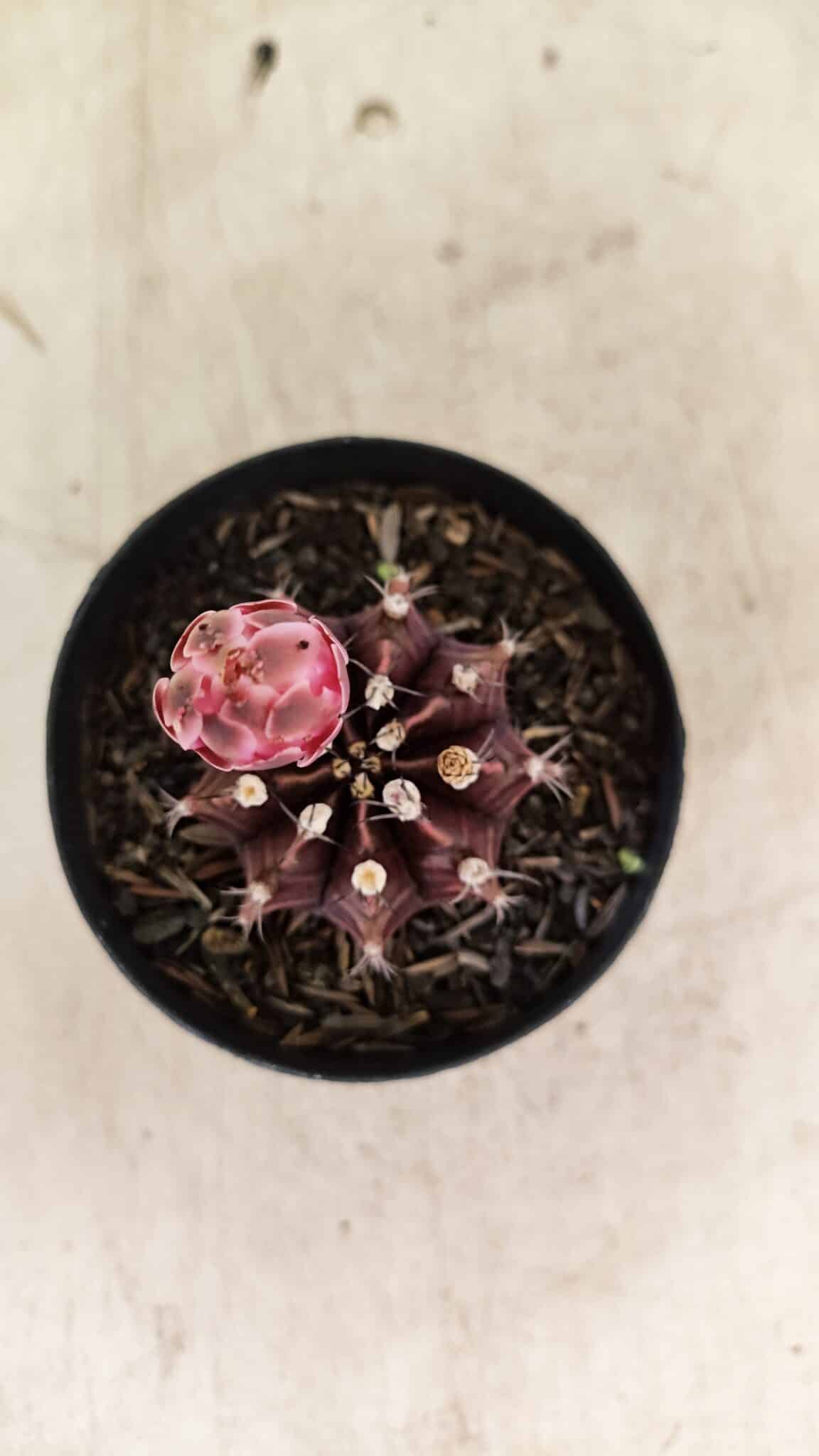 GYMNOCALYCIUM Mihanovichii Purple Nº 575 – vaso 09
