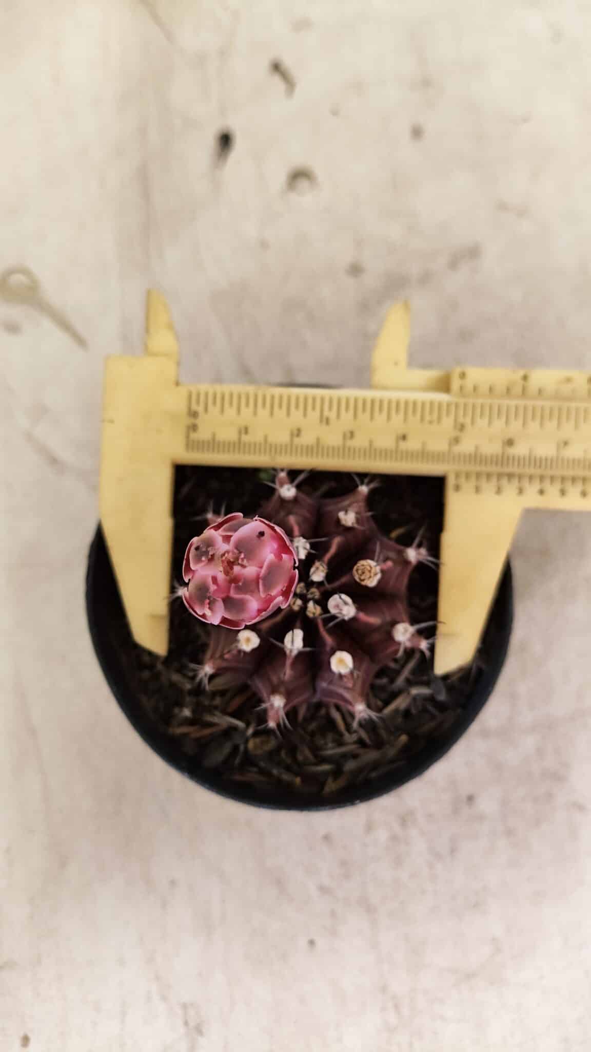 GYMNOCALYCIUM Mihanovichii Purple Nº 575 – vaso 09