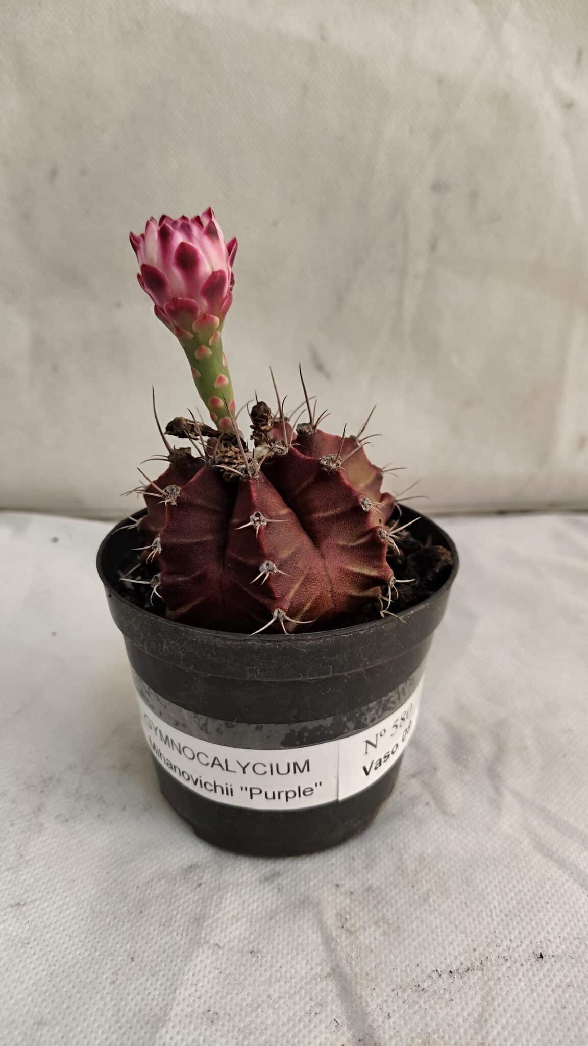 GYMNOCALYCIUM Mihanovichii Purple Nº 580 – vaso 09 - foto 2