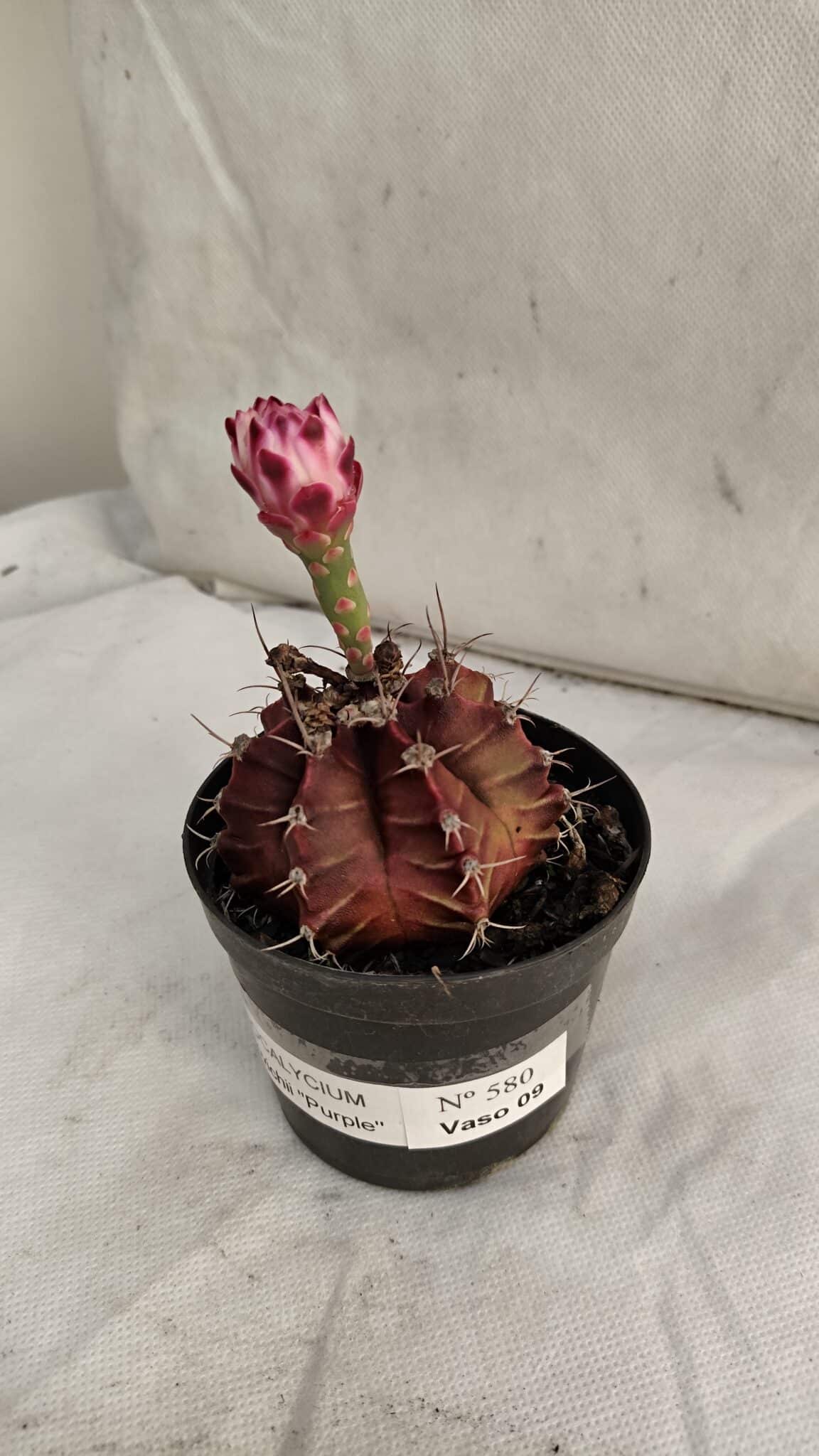 GYMNOCALYCIUM Mihanovichii Purple Nº 580 – vaso 09 - foto 7