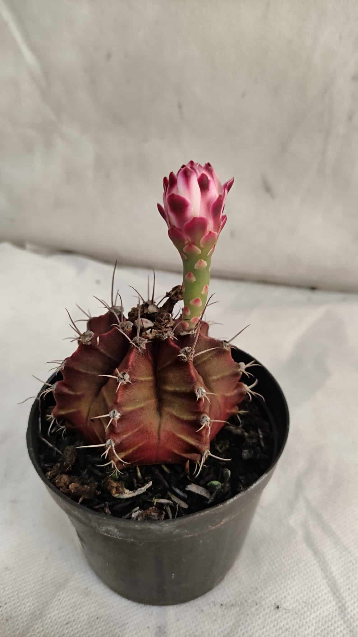 GYMNOCALYCIUM Mihanovichii Purple Nº 580 – vaso 09 - foto 6