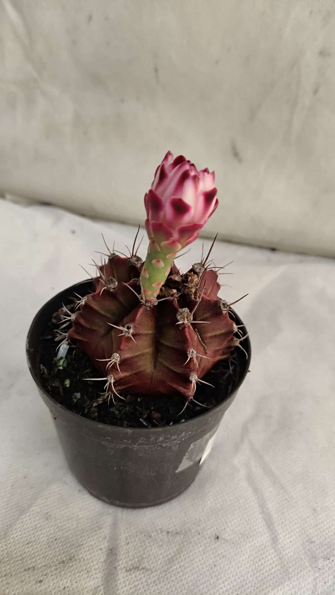 GYMNOCALYCIUM Mihanovichii Purple Nº 580 – vaso 09 - foto 5