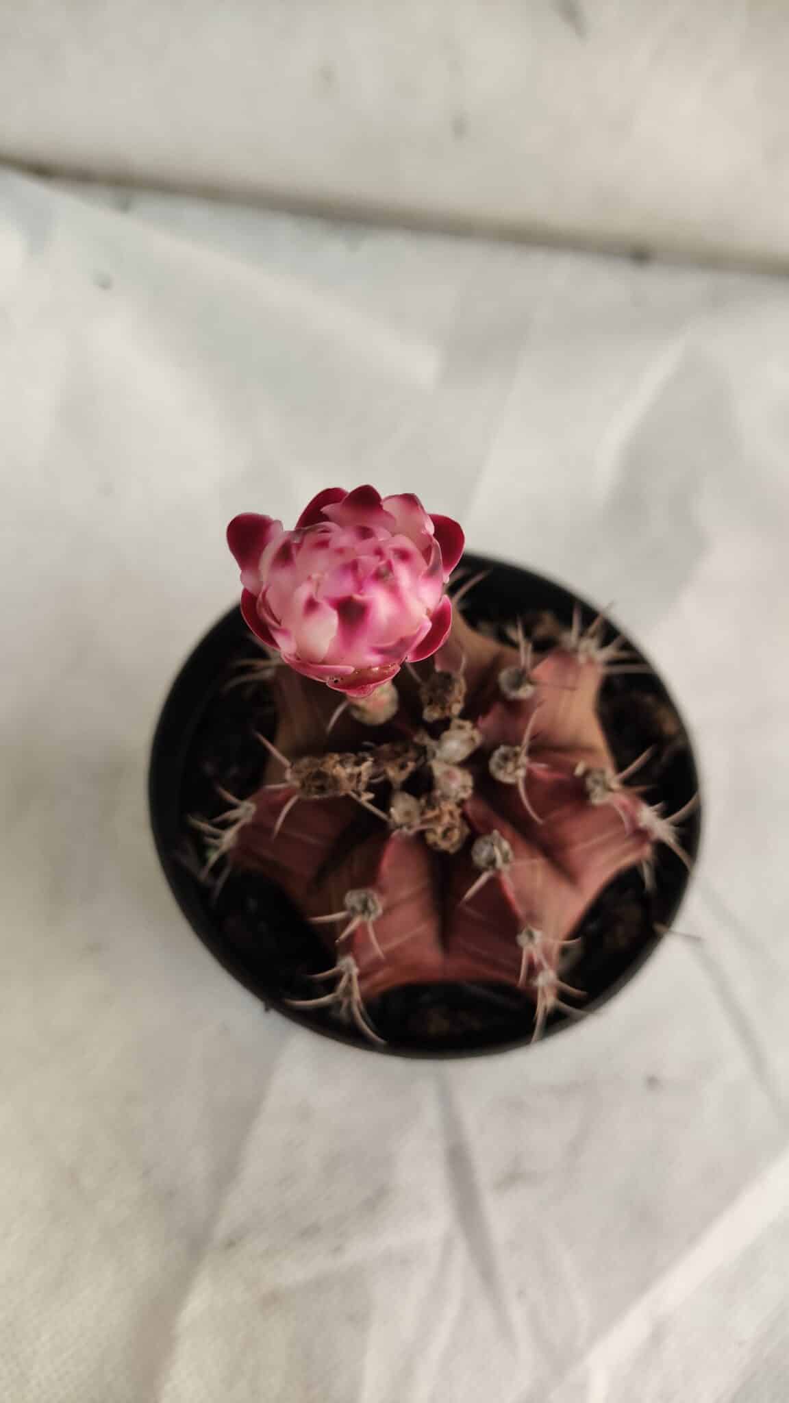 GYMNOCALYCIUM Mihanovichii Purple Nº 580 – vaso 09 - foto 3