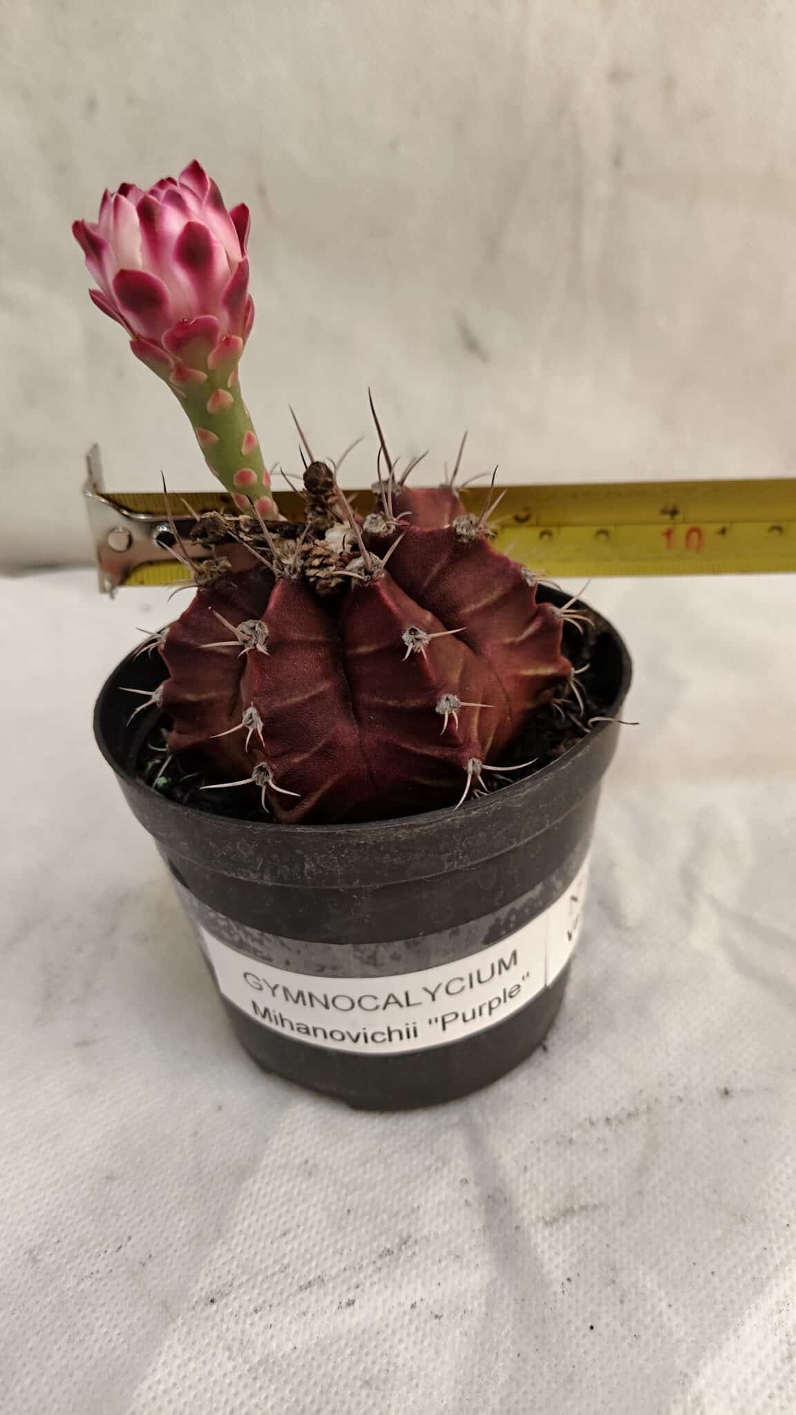 GYMNOCALYCIUM Mihanovichii Purple Nº 580 – vaso 09 - foto 4