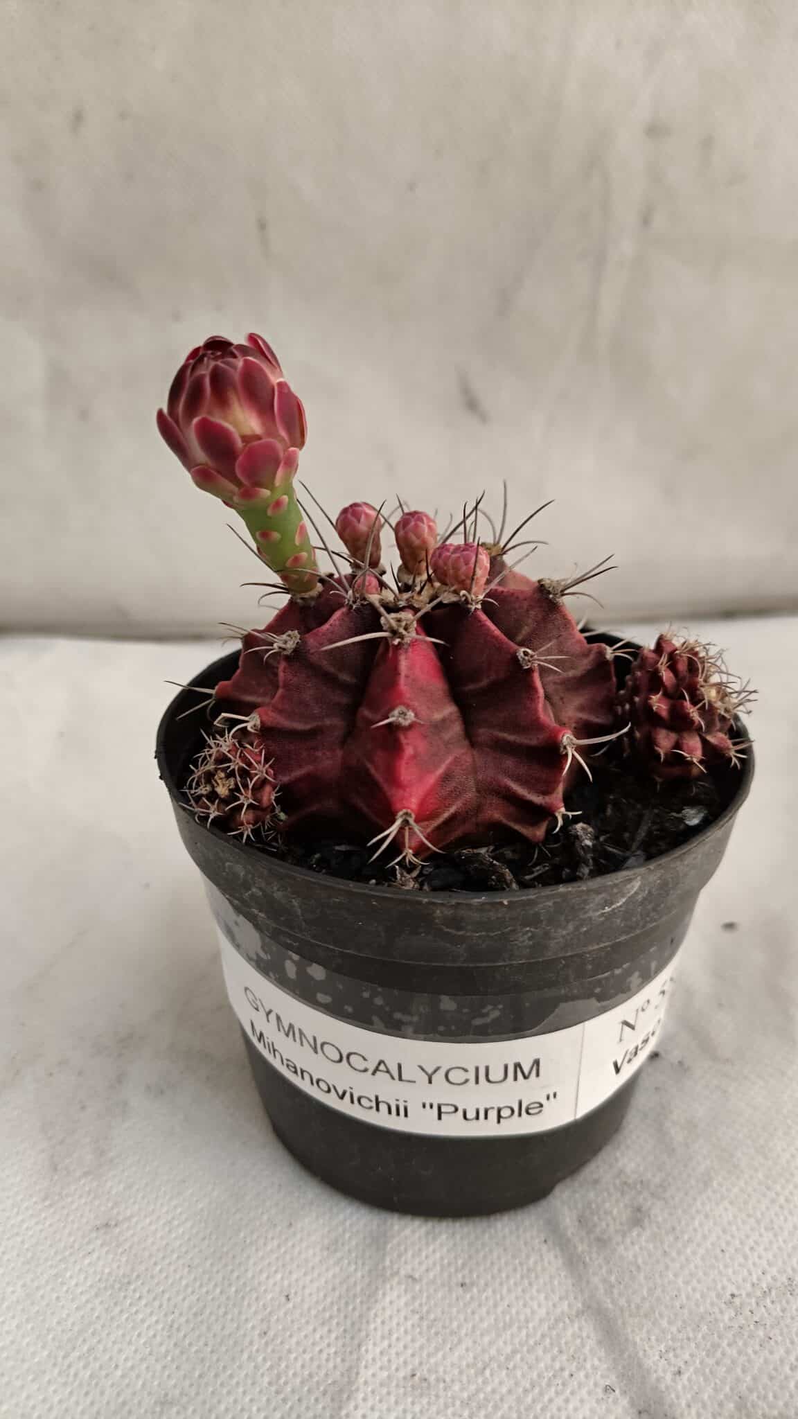 GYMNOCALYCIUM Mihanovichii Purple Nº 581 – vaso 09 - foto 2