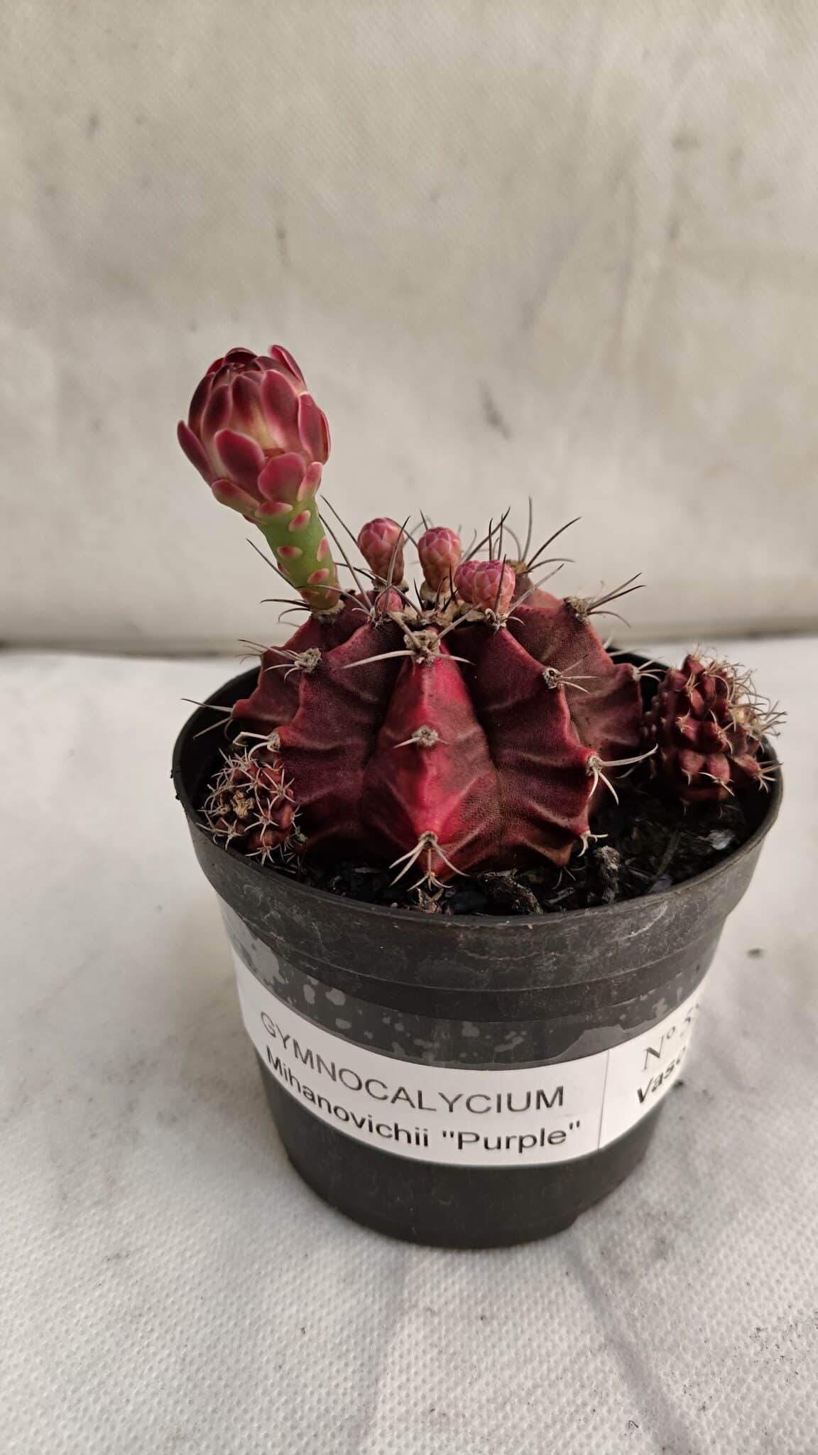 GYMNOCALYCIUM Mihanovichii Purple Nº 581 – vaso 09 - foto 8