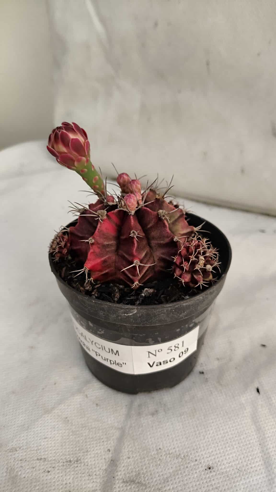 GYMNOCALYCIUM Mihanovichii Purple Nº 581 – vaso 09 - foto 7