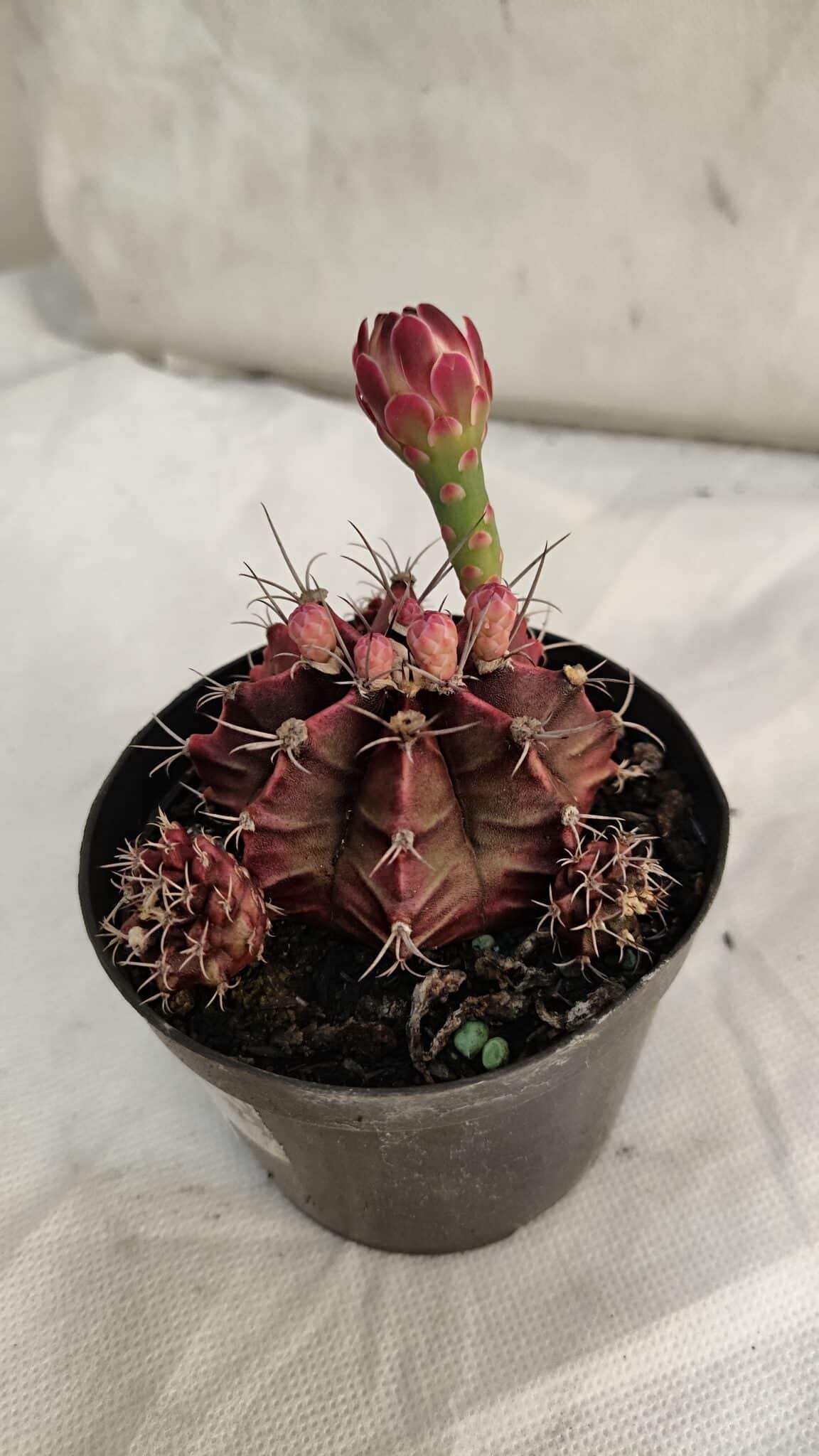 GYMNOCALYCIUM Mihanovichii Purple Nº 581 – vaso 09 - foto 6