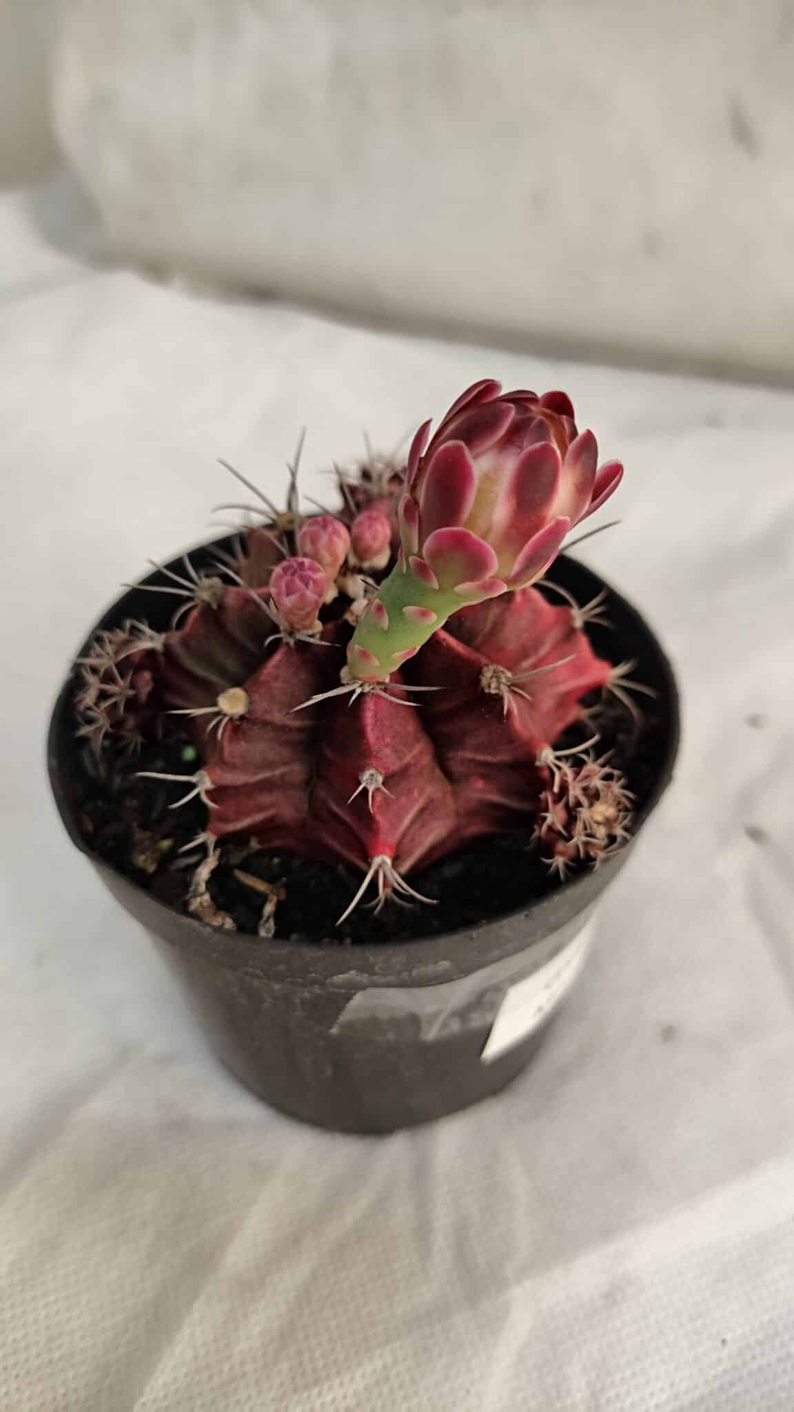 GYMNOCALYCIUM Mihanovichii Purple Nº 581 – vaso 09 - foto 5