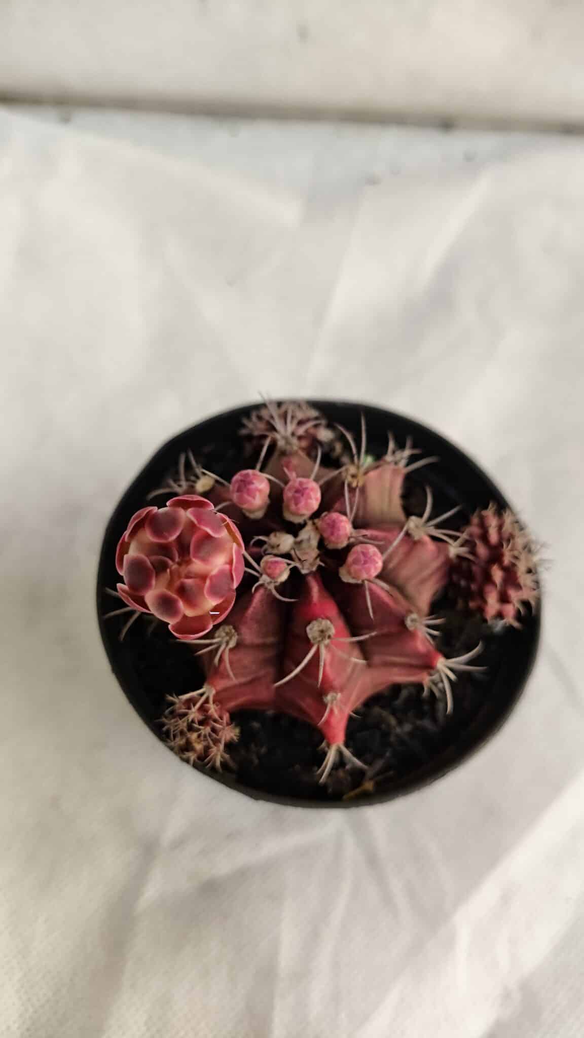 GYMNOCALYCIUM Mihanovichii Purple Nº 581 – vaso 09 - foto 3