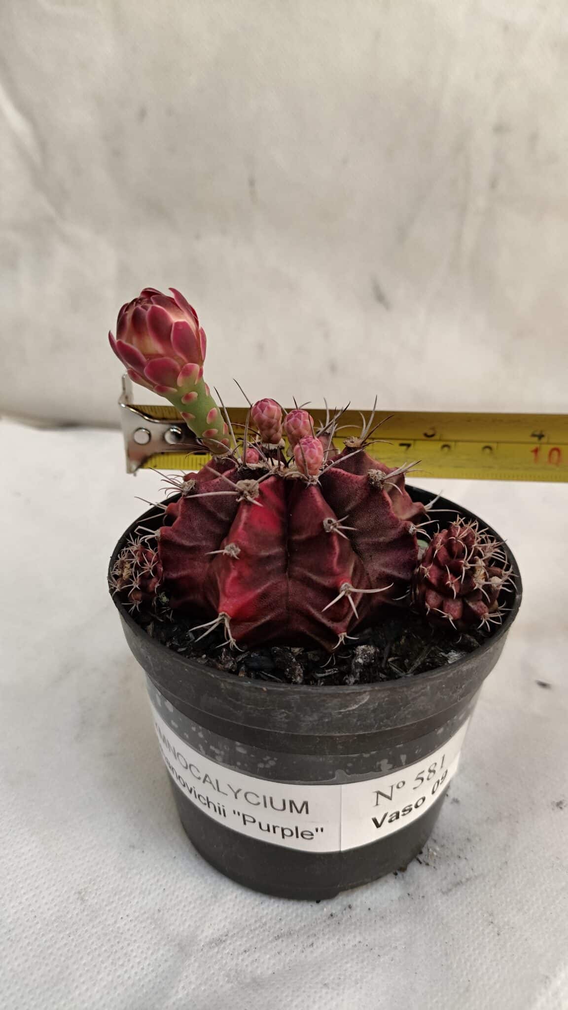 GYMNOCALYCIUM Mihanovichii Purple Nº 581 – vaso 09 - foto 4