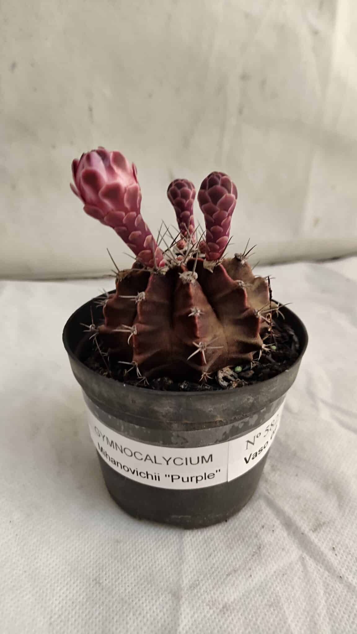 GYMNOCALYCIUM Mihanovichii Purple Nº 582 – vaso 09 - foto 2