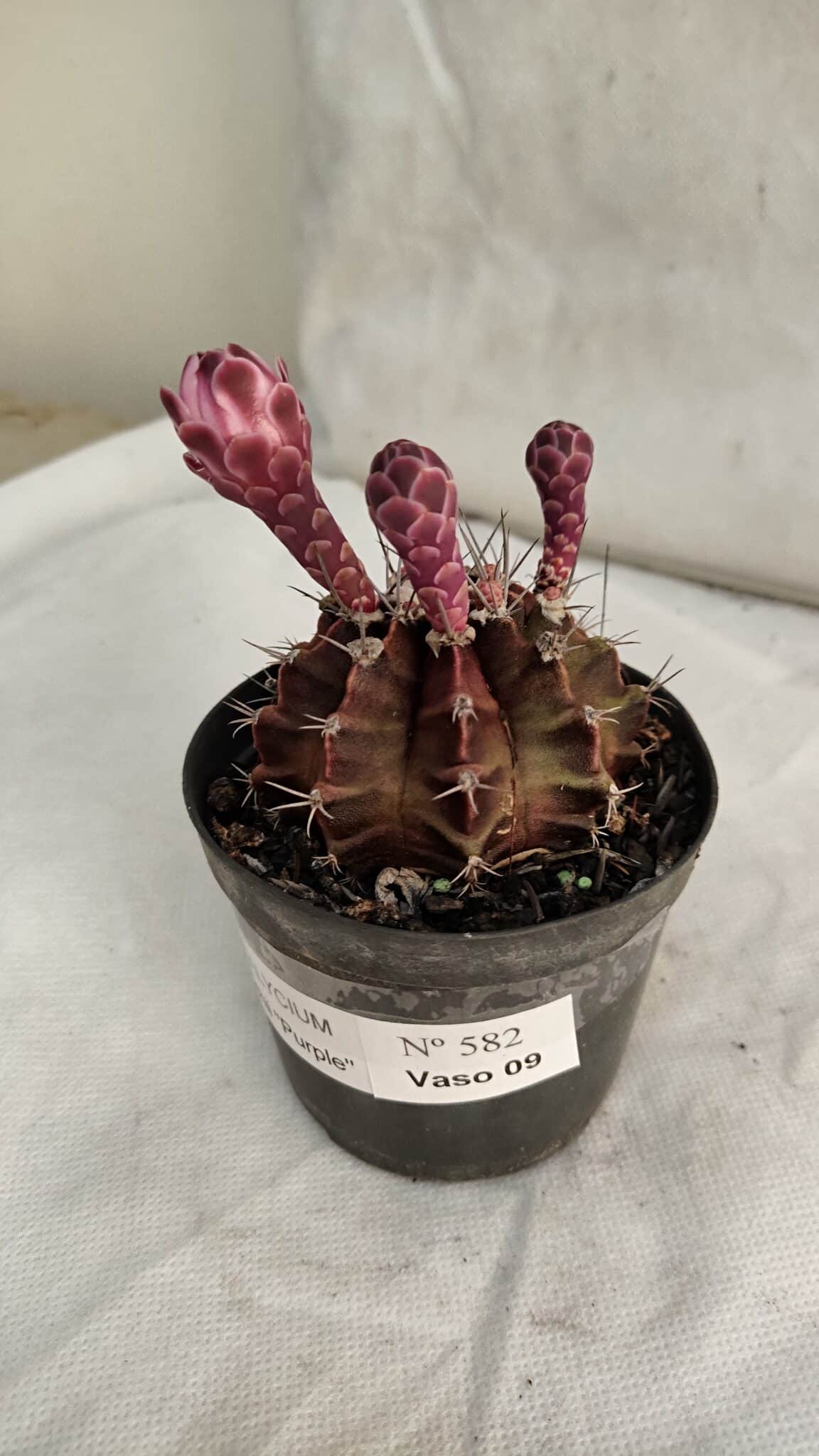 GYMNOCALYCIUM Mihanovichii Purple Nº 582 – vaso 09 - foto 8