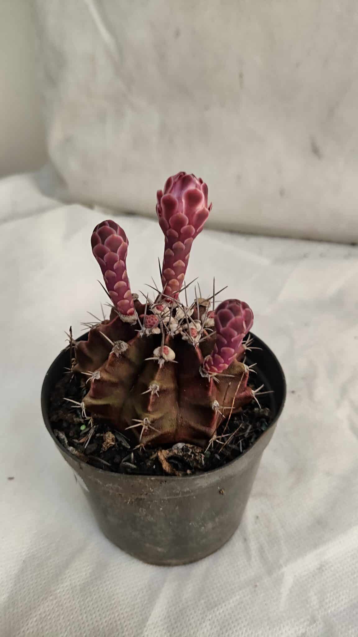 GYMNOCALYCIUM Mihanovichii Purple Nº 582 – vaso 09 - foto 6