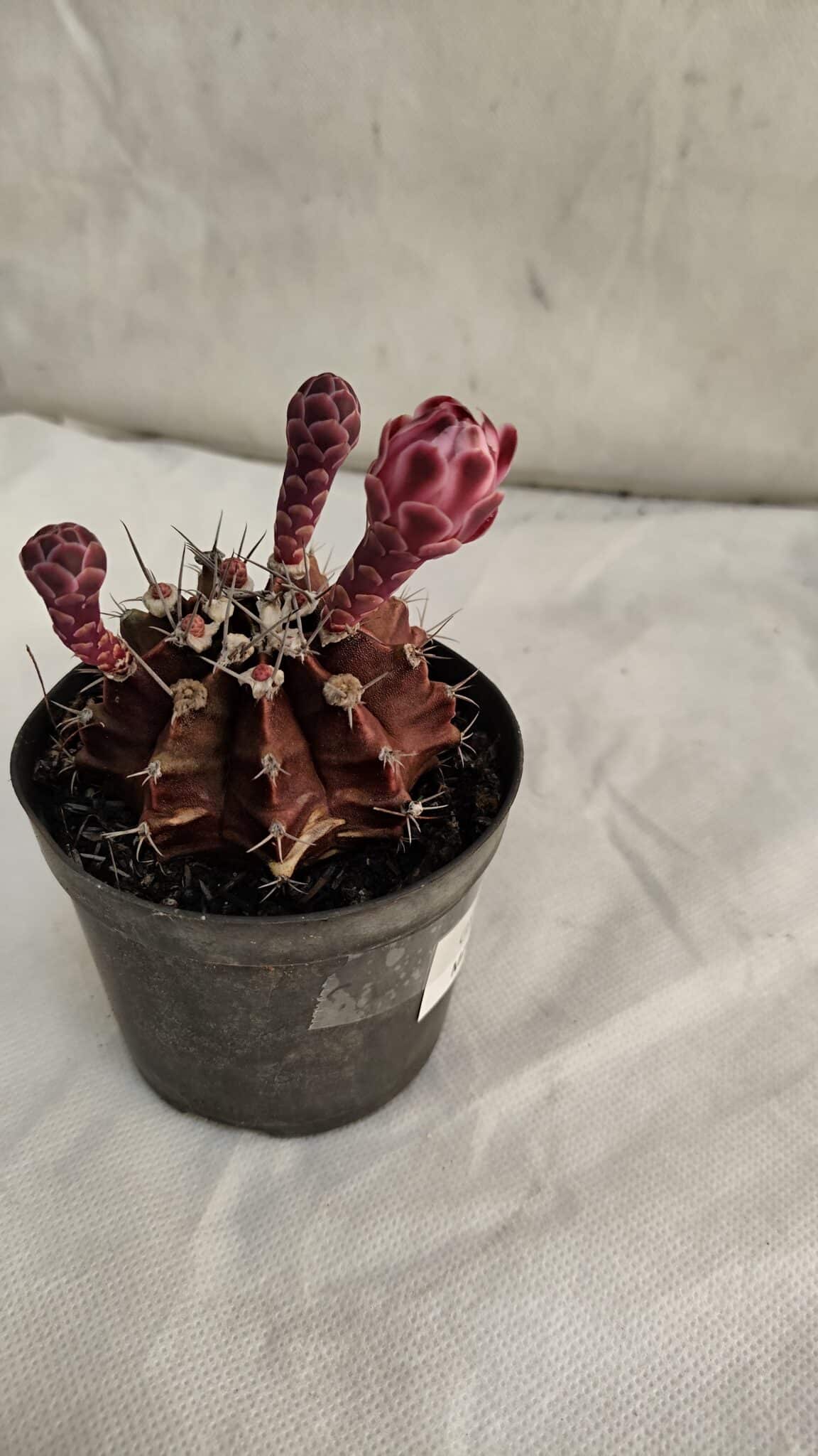 GYMNOCALYCIUM Mihanovichii Purple Nº 582 – vaso 09 - foto 5
