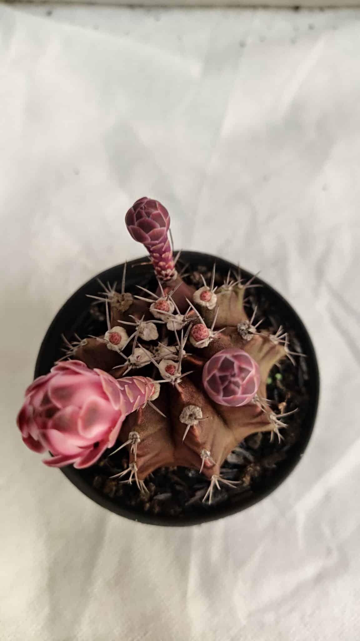 GYMNOCALYCIUM Mihanovichii Purple Nº 582 – vaso 09 - foto 3