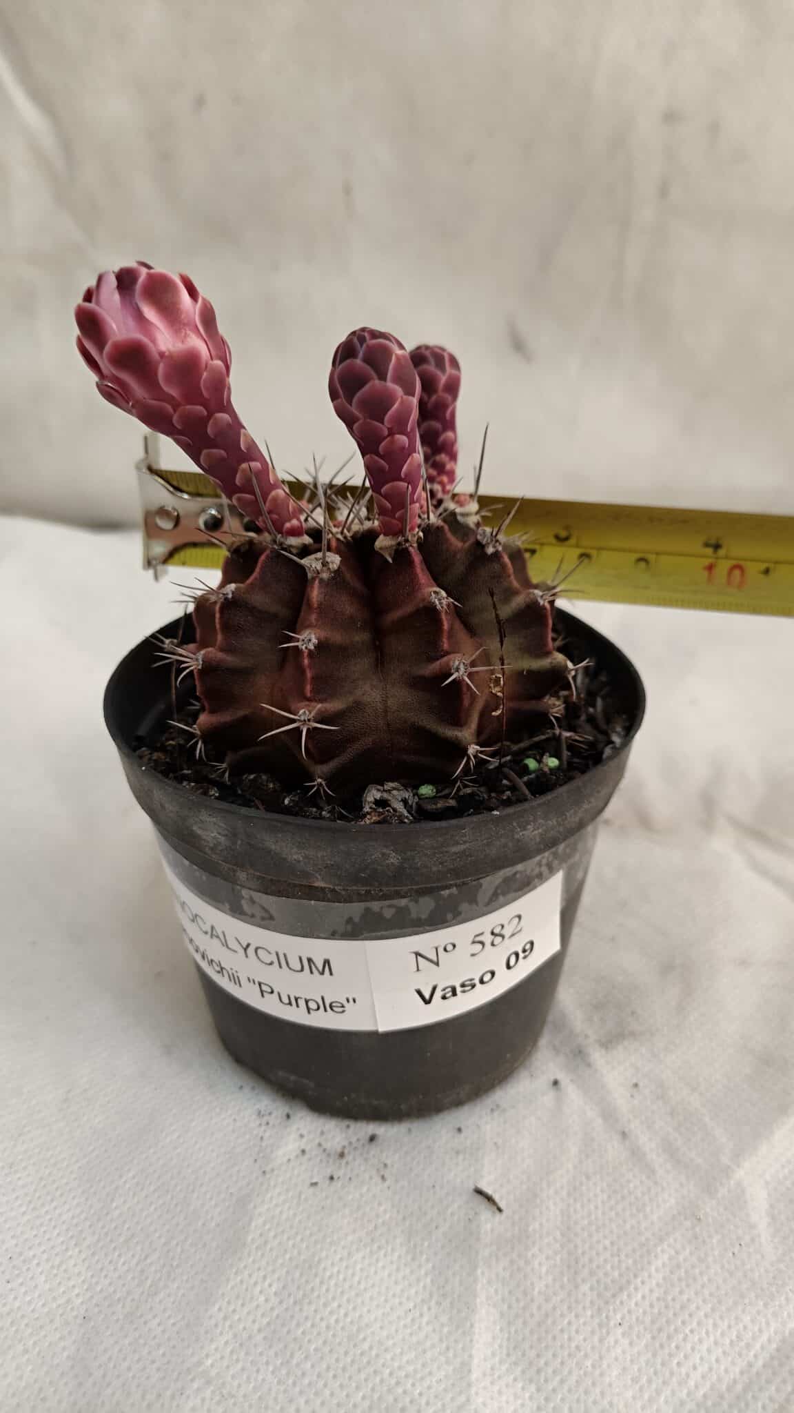 GYMNOCALYCIUM Mihanovichii Purple Nº 582 – vaso 09 - foto 7