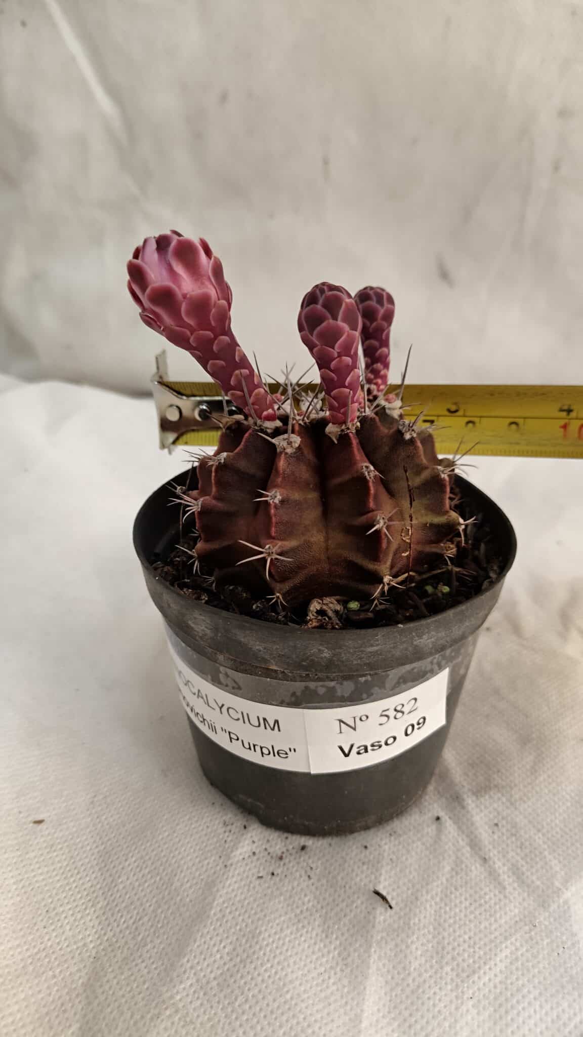 GYMNOCALYCIUM Mihanovichii Purple Nº 582 – vaso 09 - foto 4
