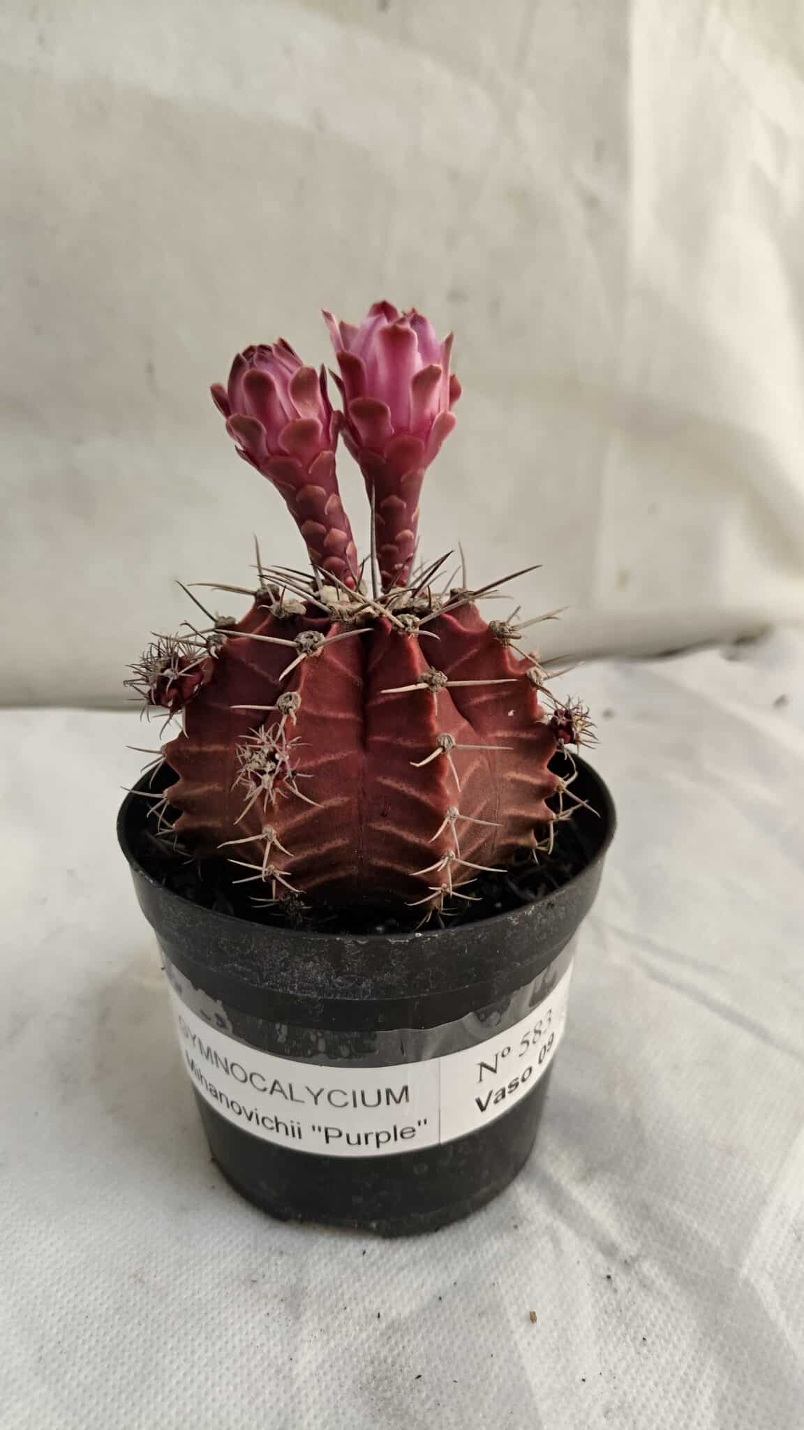 GYMNOCALYCIUM Mihanovichii Purple Nº 583 – vaso 09 - foto 2