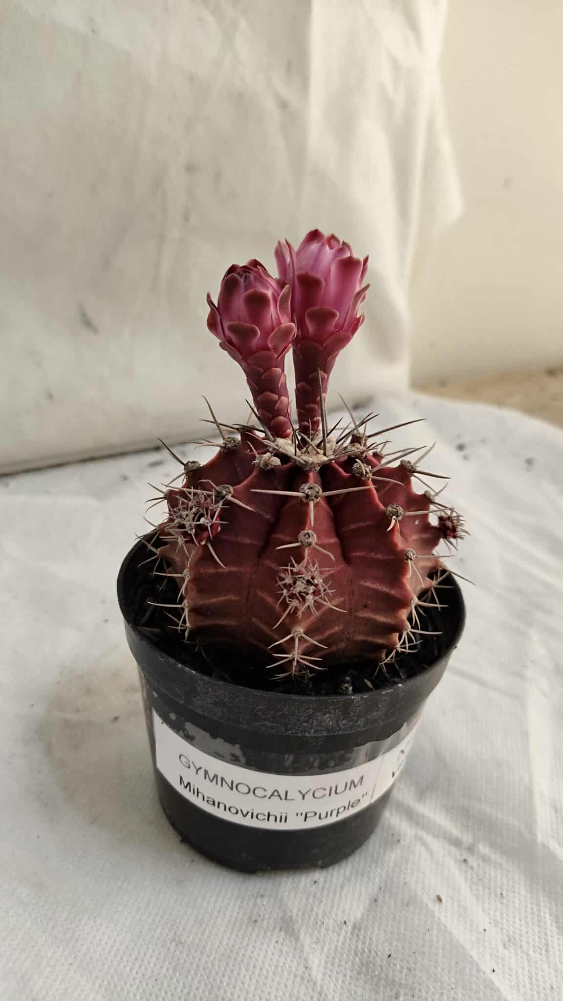 GYMNOCALYCIUM Mihanovichii Purple Nº 583 – vaso 09 - foto 8