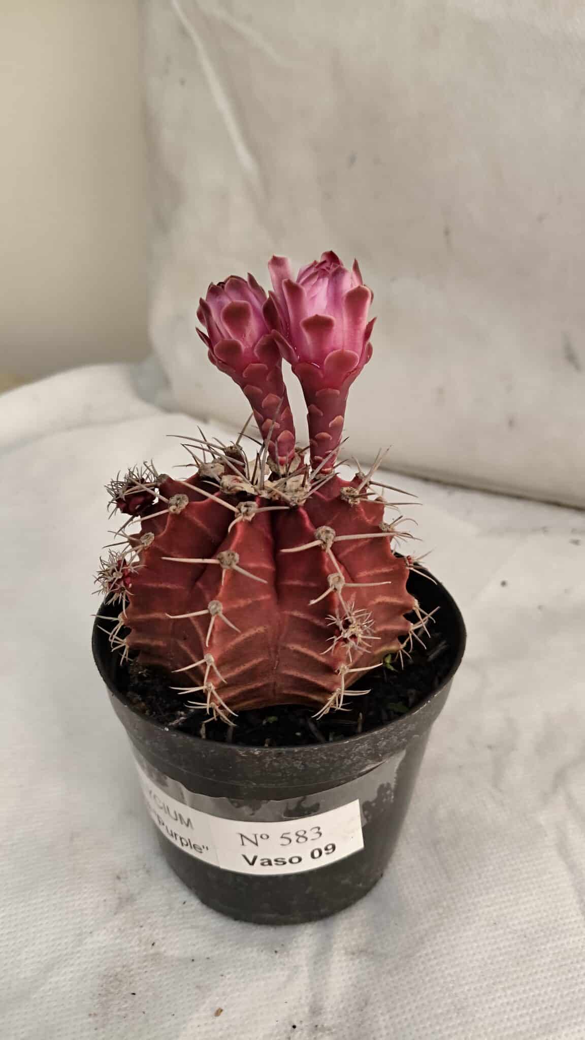 GYMNOCALYCIUM Mihanovichii Purple Nº 583 – vaso 09 - foto 7