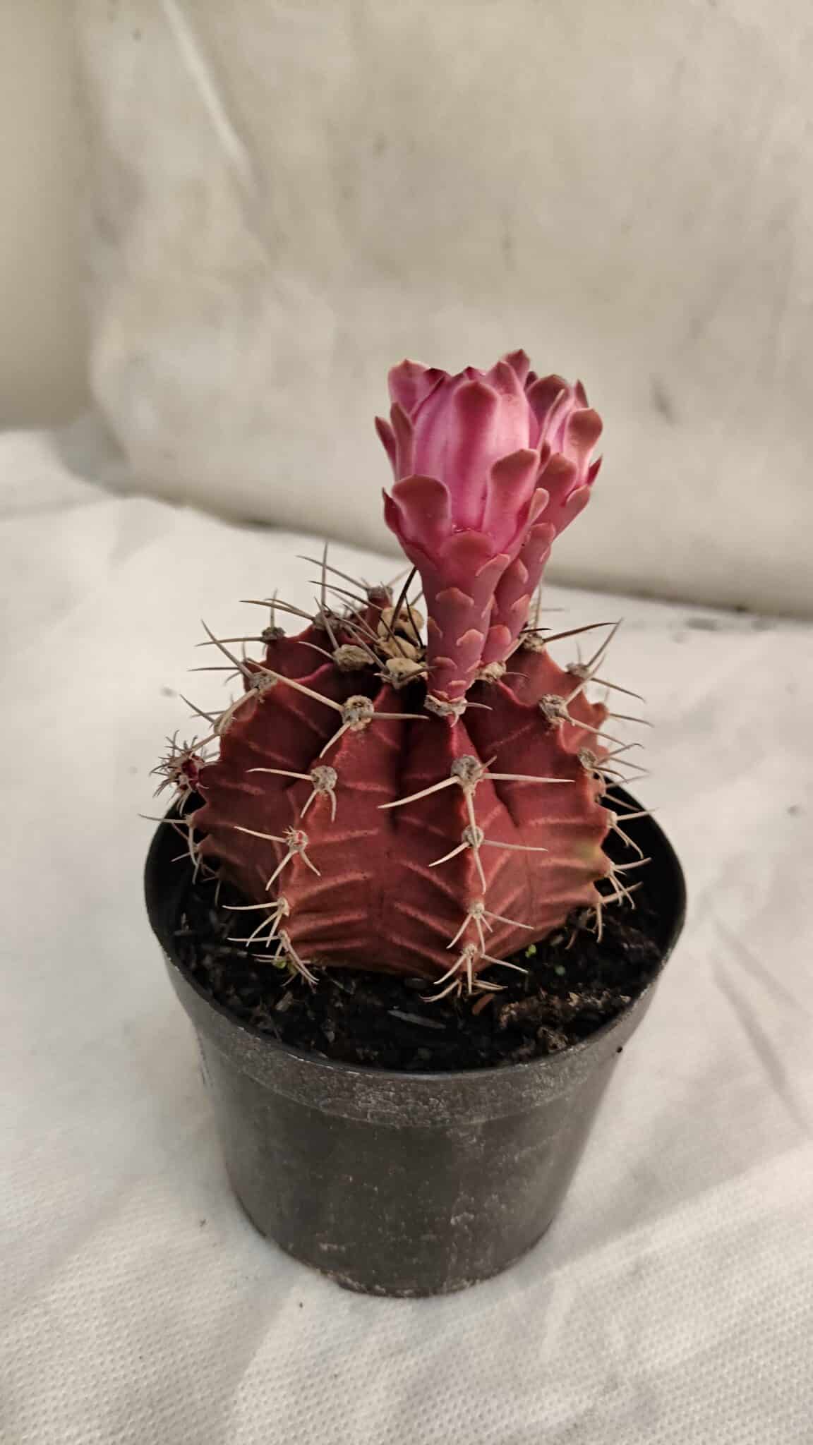 GYMNOCALYCIUM Mihanovichii Purple Nº 583 – vaso 09 - foto 6