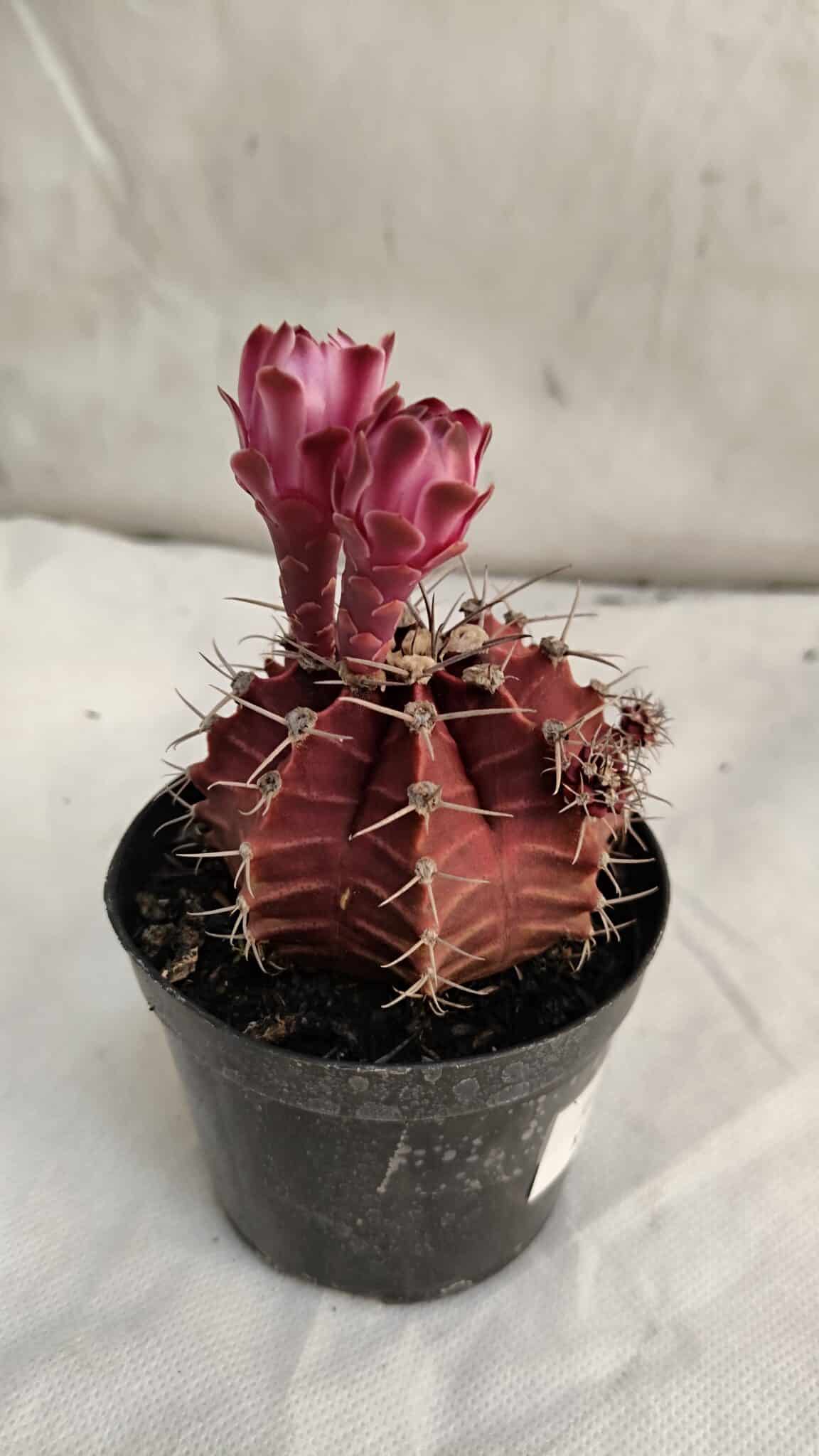 GYMNOCALYCIUM Mihanovichii Purple Nº 583 – vaso 09 - foto 5