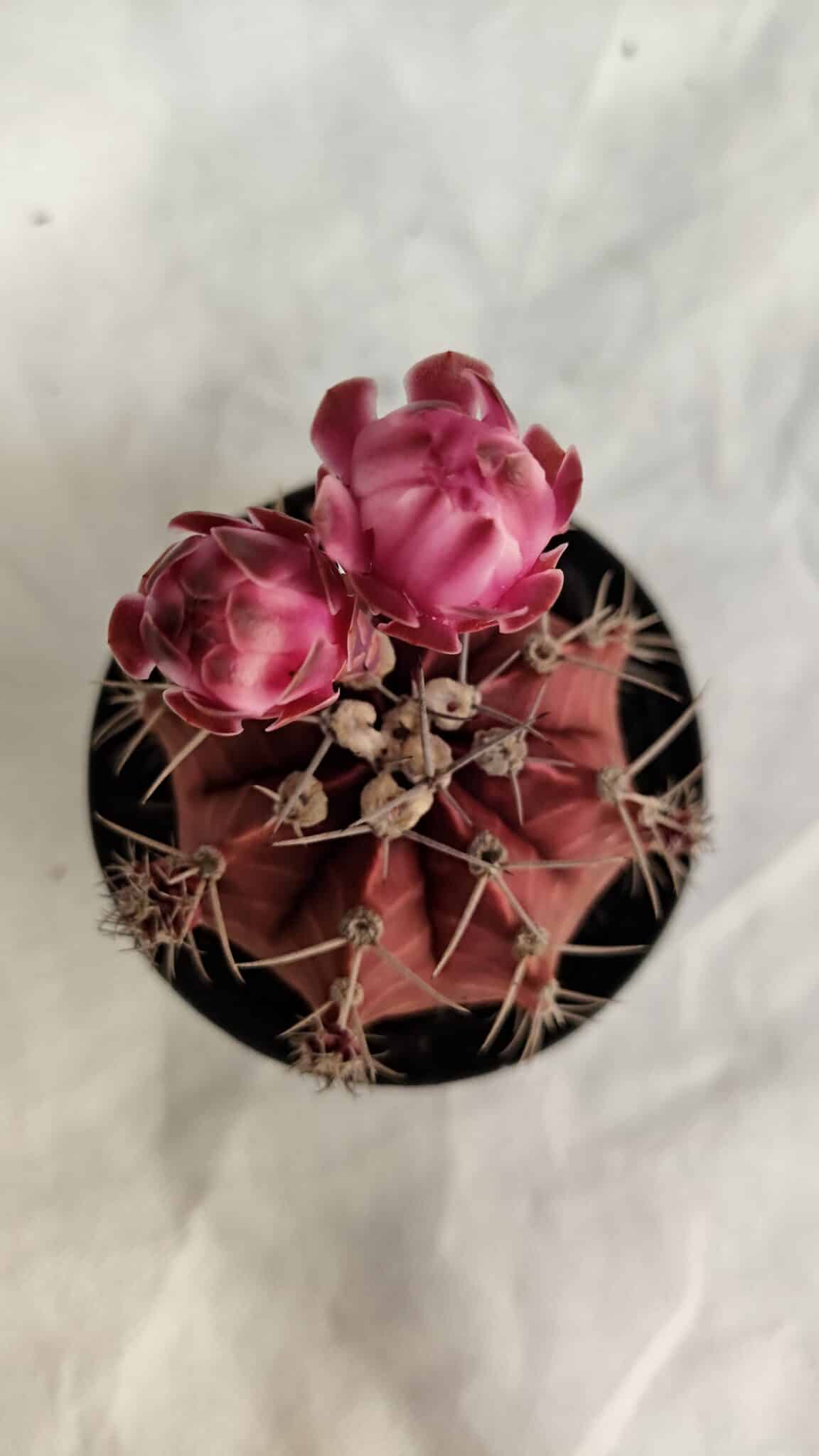 GYMNOCALYCIUM Mihanovichii Purple Nº 583 – vaso 09 - foto 3