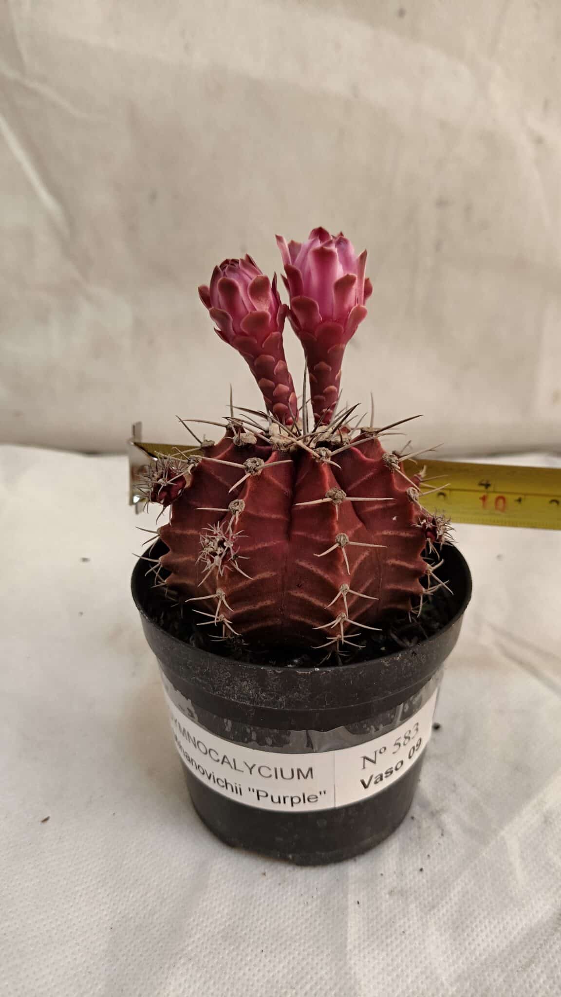 GYMNOCALYCIUM Mihanovichii Purple Nº 583 – vaso 09 - foto 4