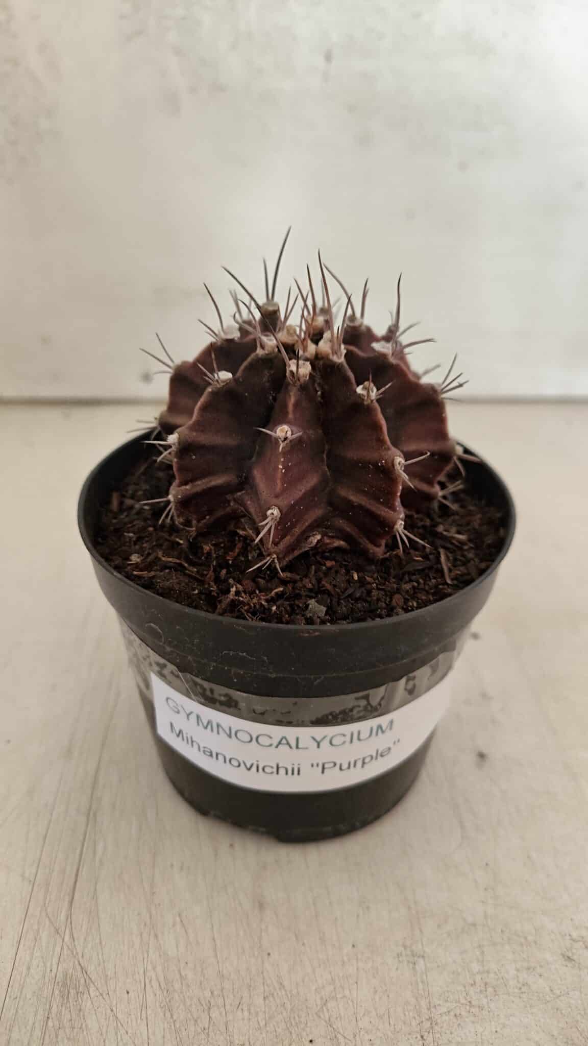 GYMNOCALYCIUM Mihanovichii Purple Nº 602 – vaso 09 - foto 2