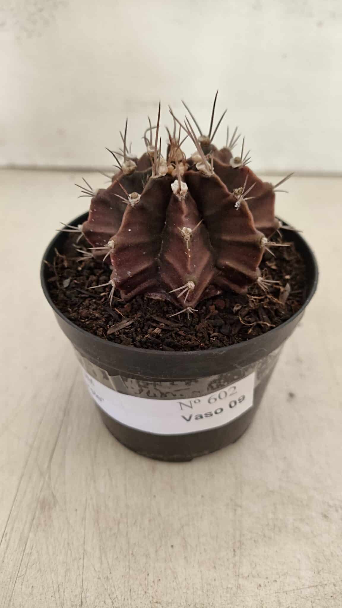 GYMNOCALYCIUM Mihanovichii Purple Nº 602 – vaso 09 - foto 8