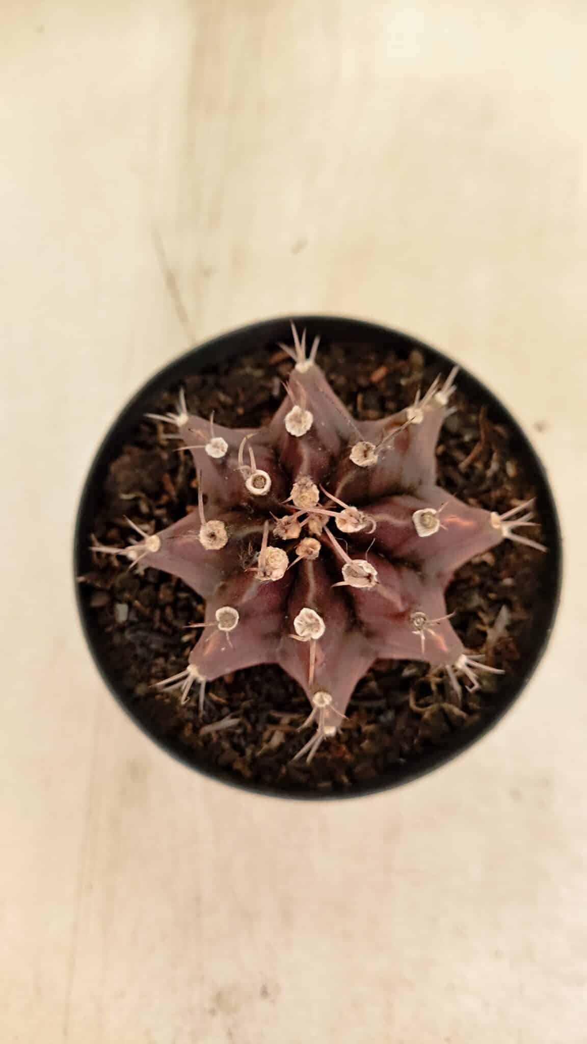 GYMNOCALYCIUM Mihanovichii Purple Nº 602 – vaso 09 - foto 3
