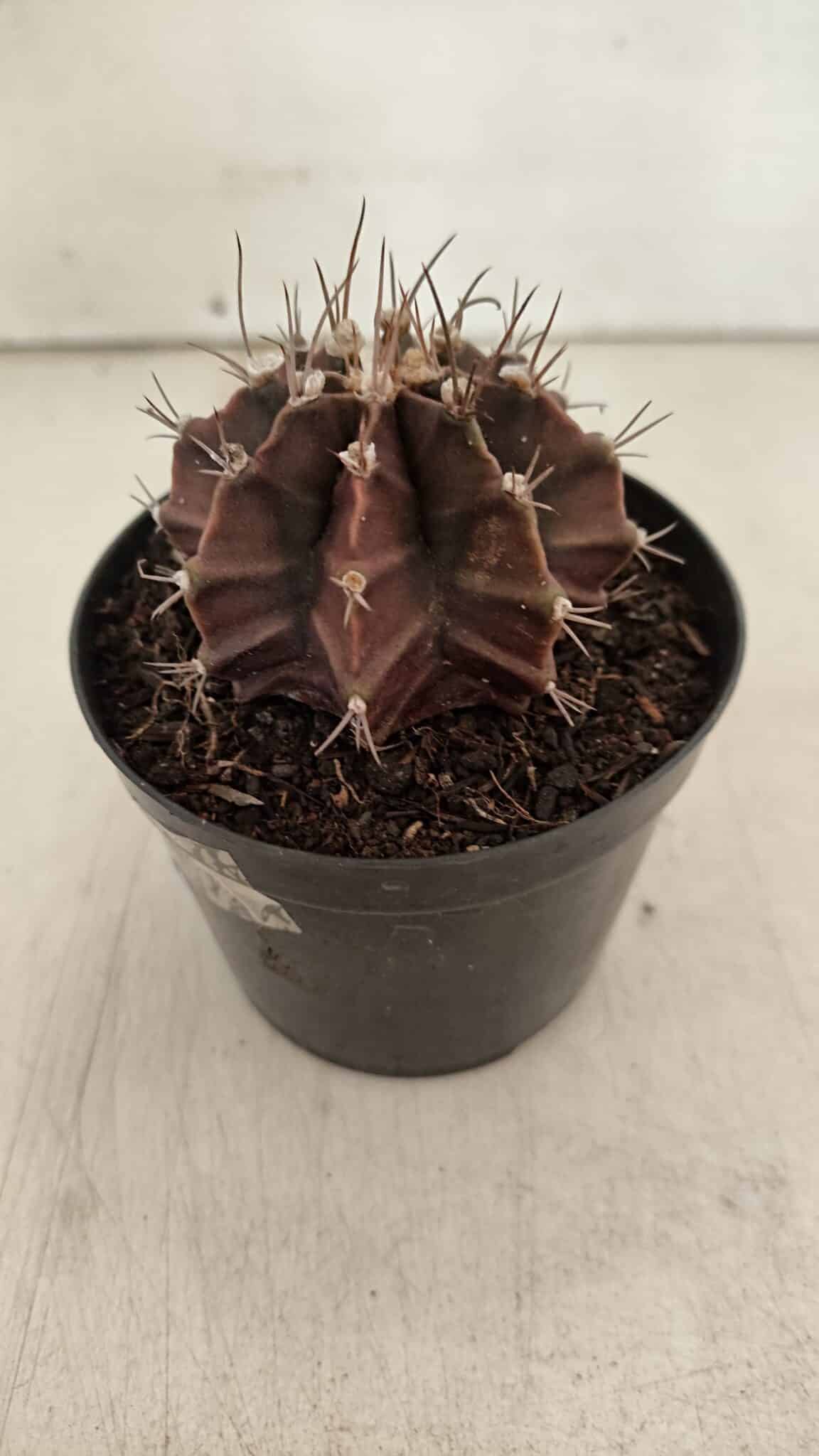 GYMNOCALYCIUM Mihanovichii Purple Nº 602 – vaso 09 - foto 7