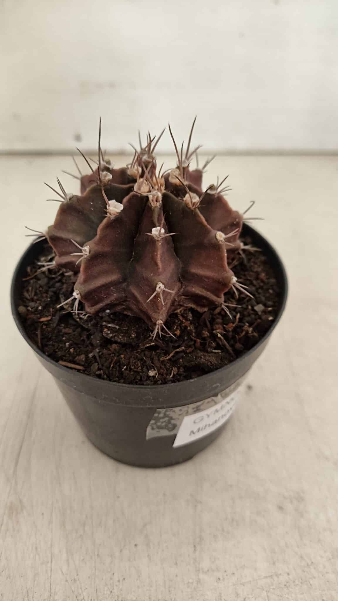 GYMNOCALYCIUM Mihanovichii Purple Nº 602 – vaso 09 - foto 6
