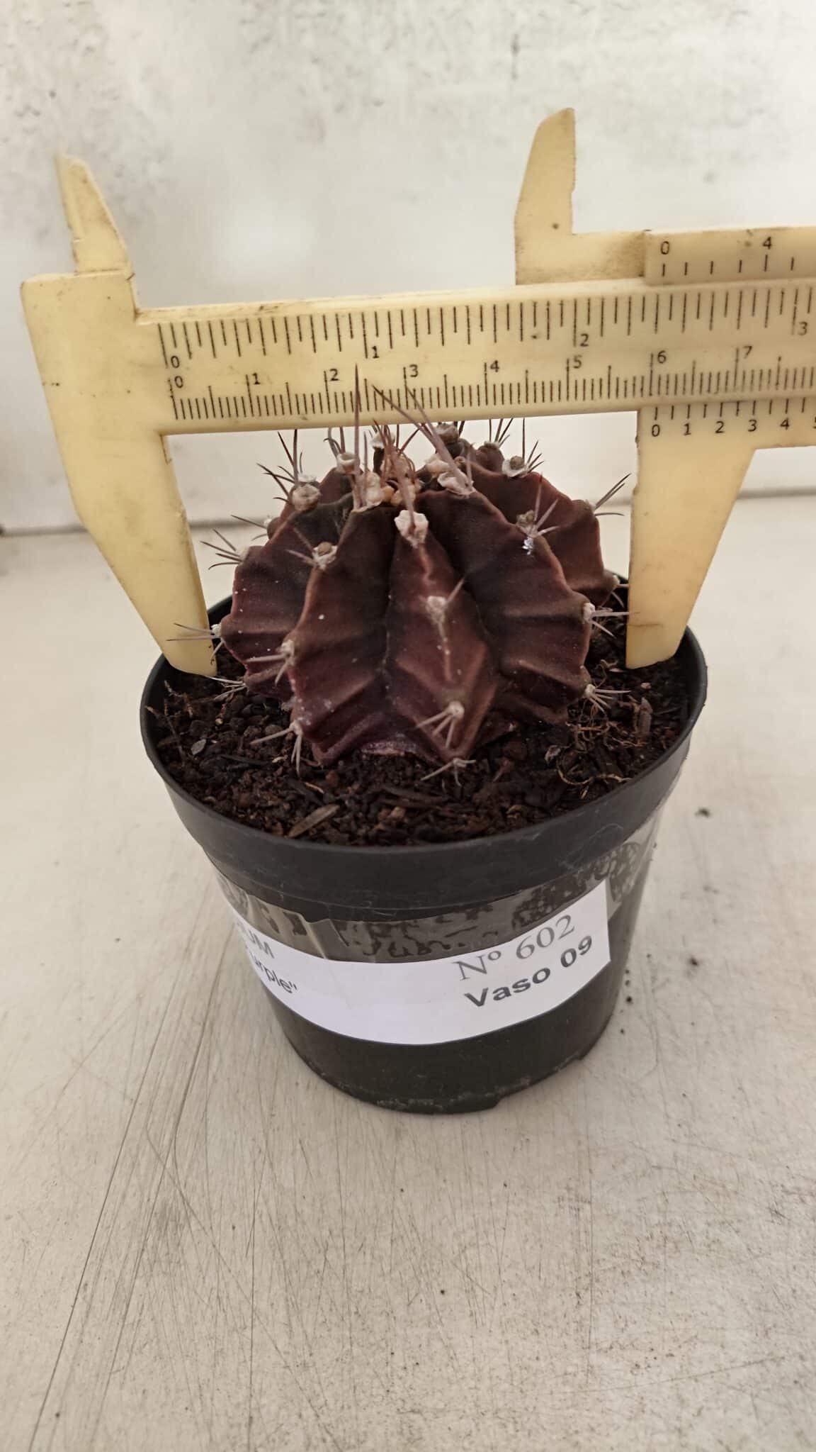 GYMNOCALYCIUM Mihanovichii Purple Nº 602 – vaso 09 - foto 4