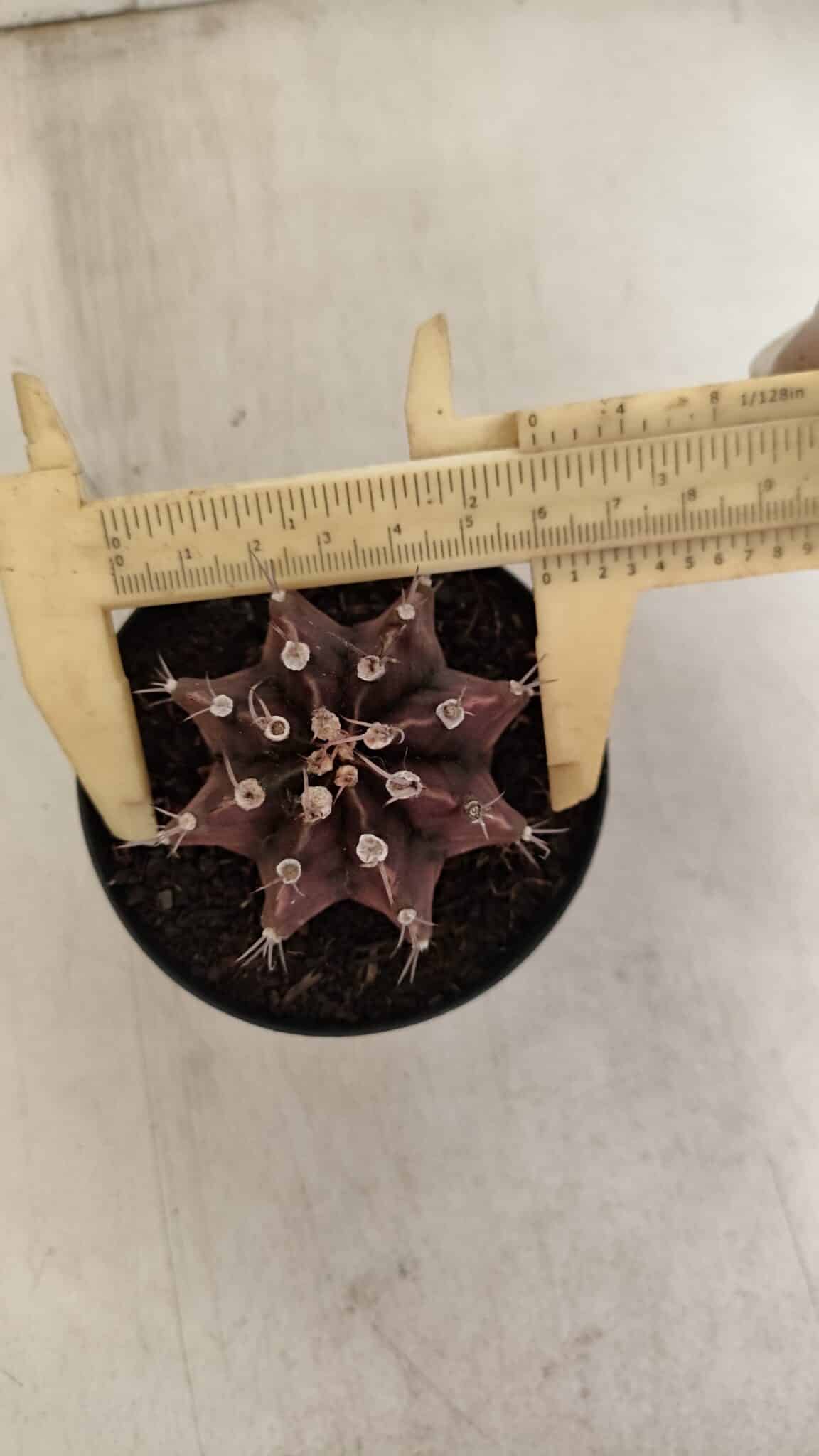 GYMNOCALYCIUM Mihanovichii Purple Nº 602 – vaso 09 - foto 5