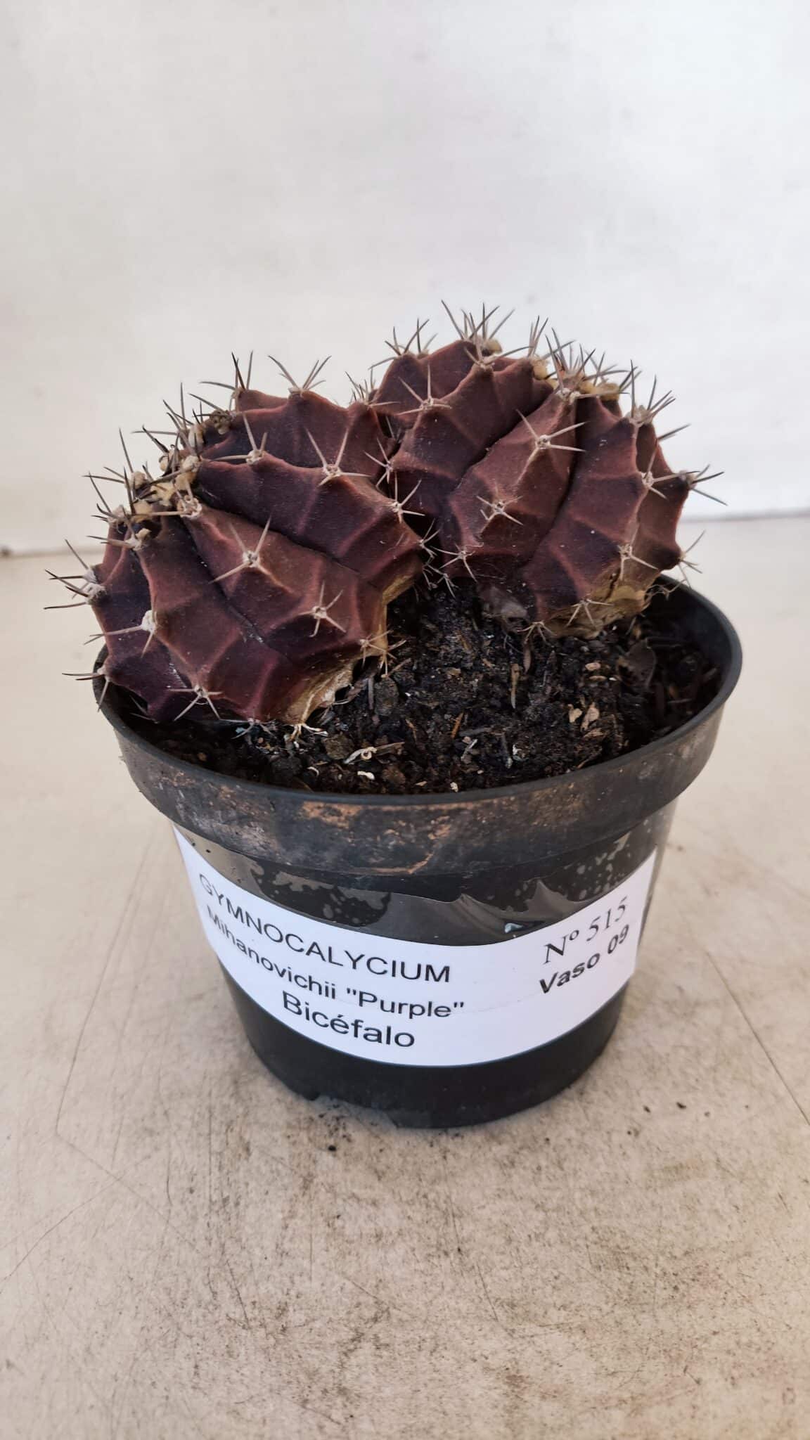 MATRIZ GYMNOCALYCIUM Mihanovichii Purple "Bicefalo" Nº 515 – vaso 11