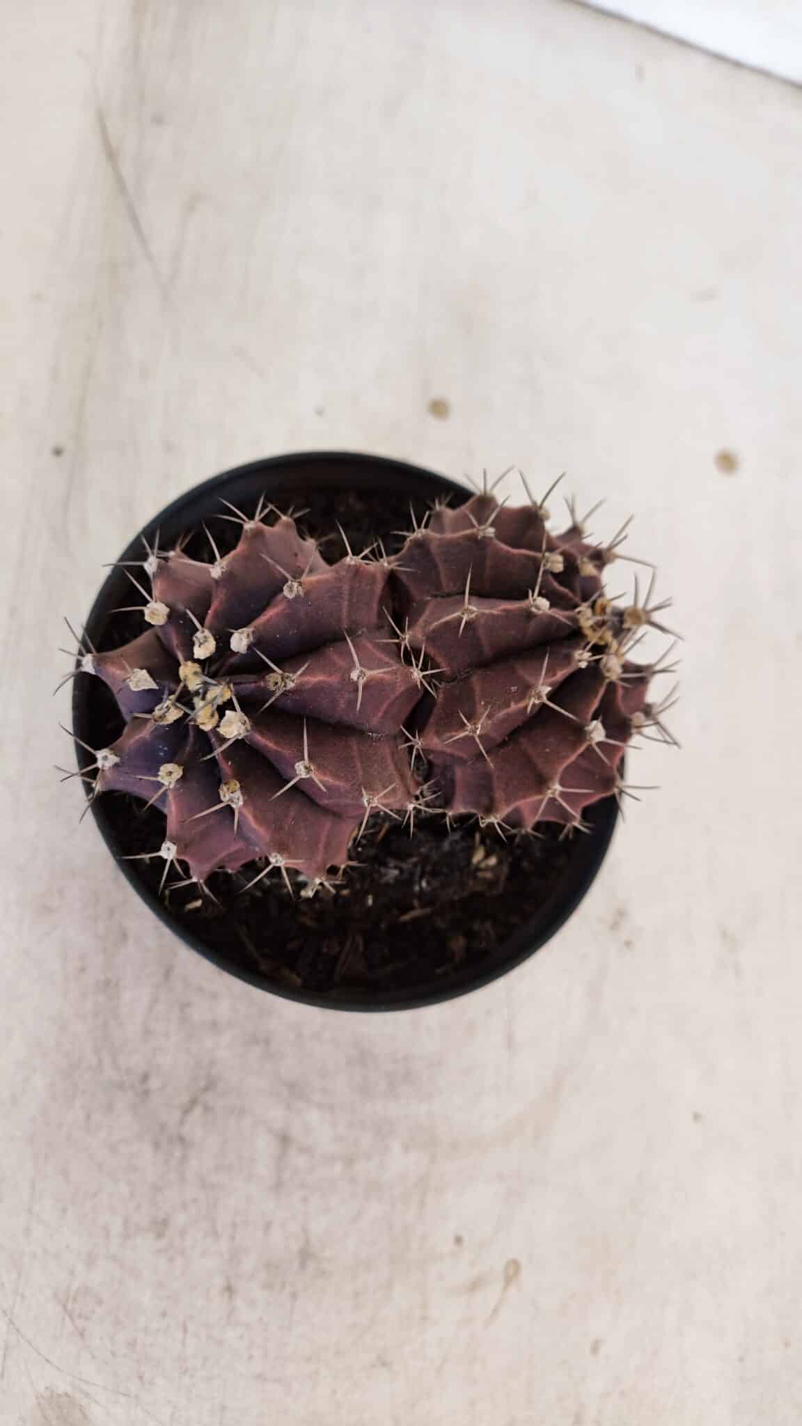 MATRIZ GYMNOCALYCIUM Mihanovichii Purple "Bicefalo" Nº 515 – vaso 11