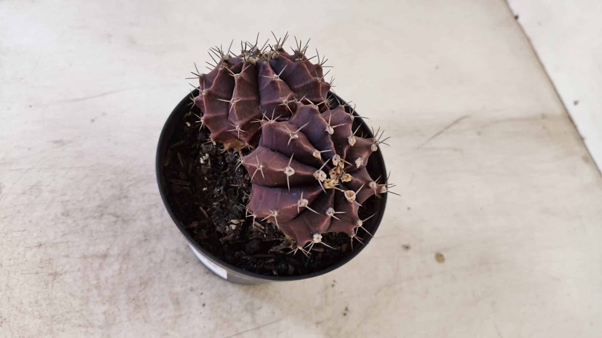 MATRIZ GYMNOCALYCIUM Mihanovichii Purple "Bicefalo" Nº 515 – vaso 11