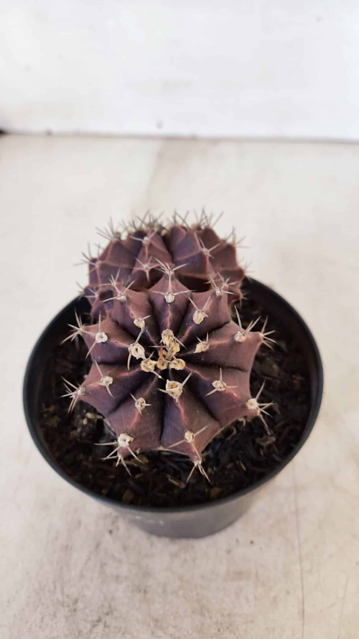 MATRIZ GYMNOCALYCIUM Mihanovichii Purple "Bicefalo" Nº 515 – vaso 11