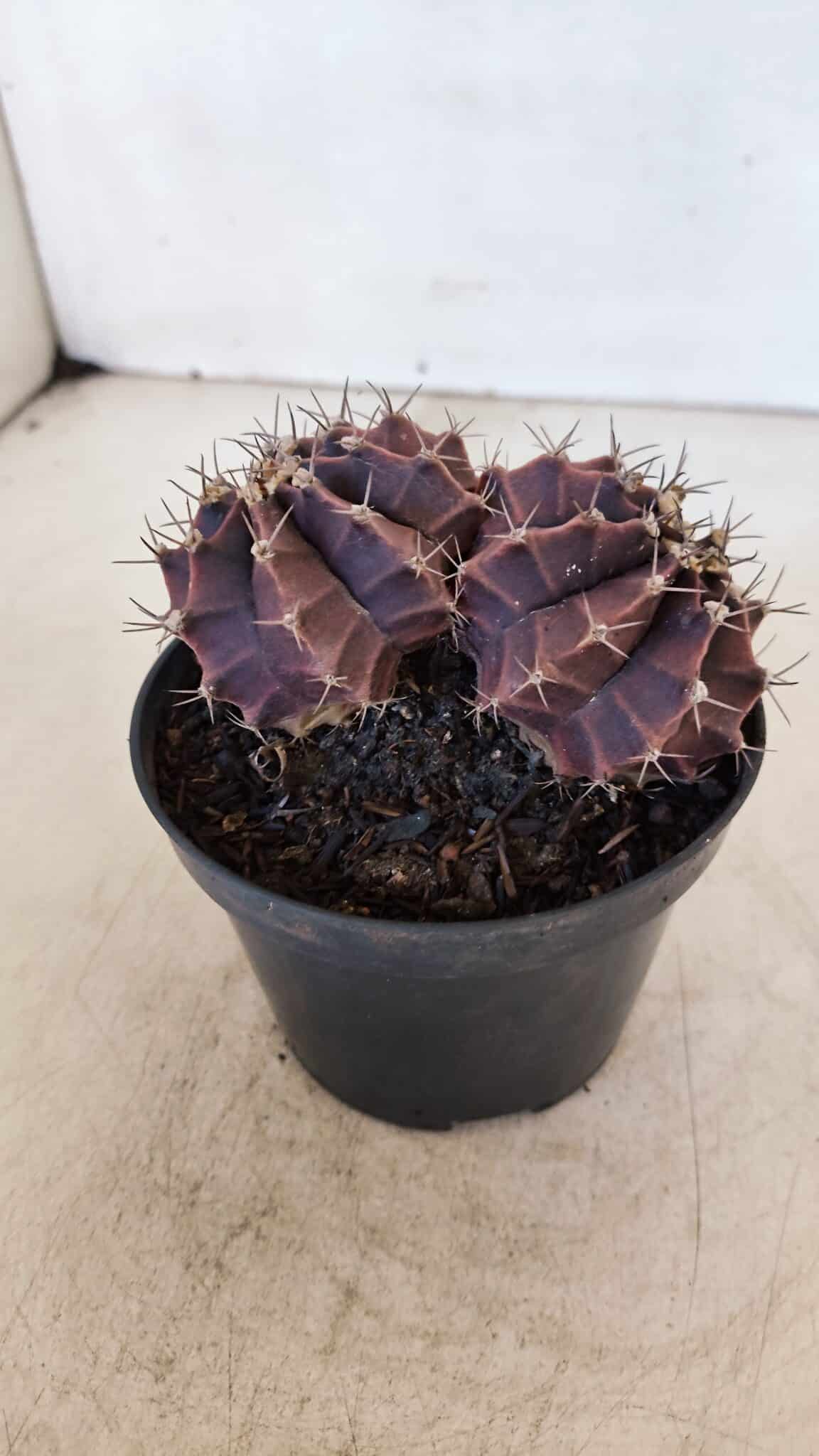 MATRIZ GYMNOCALYCIUM Mihanovichii Purple "Bicefalo" Nº 515 – vaso 11