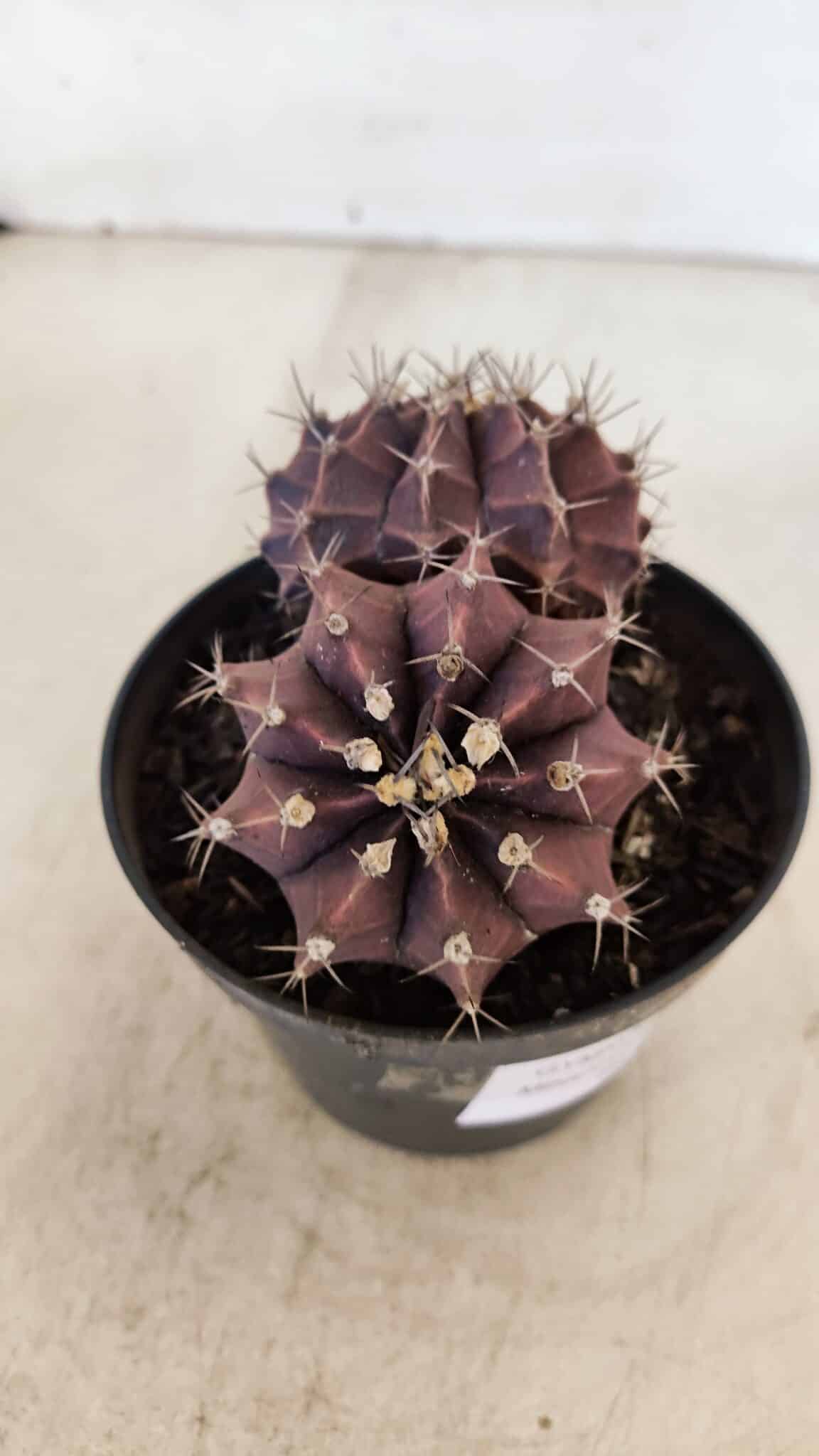 MATRIZ GYMNOCALYCIUM Mihanovichii Purple "Bicefalo" Nº 515 – vaso 11