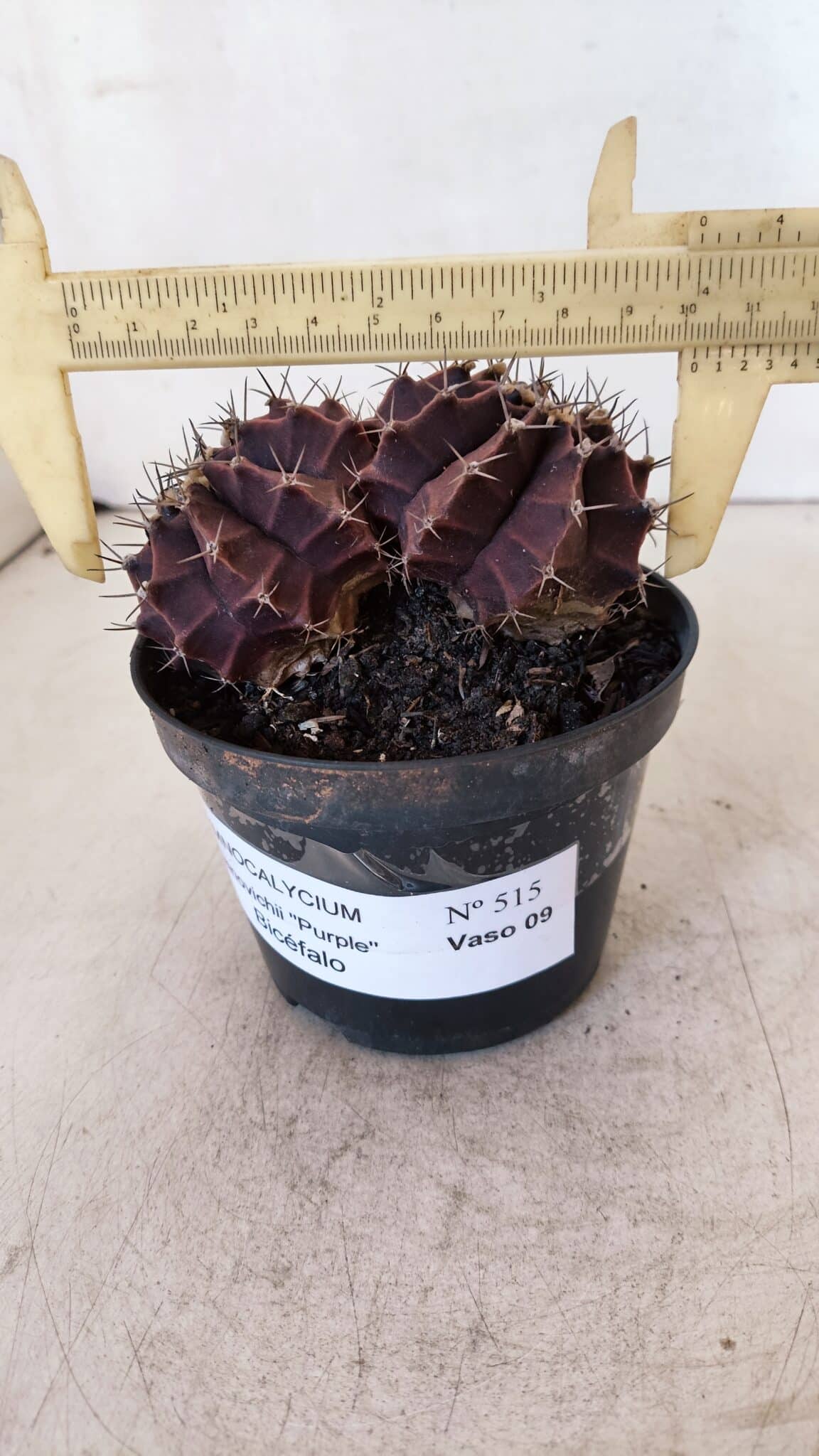 MATRIZ GYMNOCALYCIUM Mihanovichii Purple "Bicefalo" Nº 515 – vaso 11